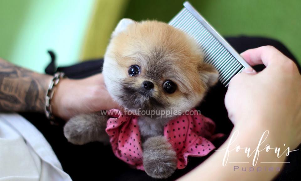 puppy pomeranian