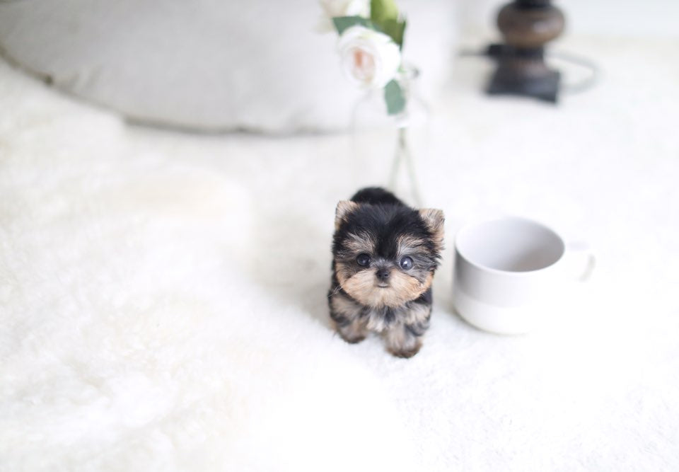 Orders teacup yorkie