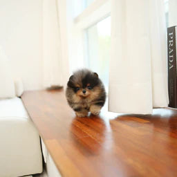 Teacup Pomeranian Puppies for Sale Micro Toy Pomsky Foufou Puppies
