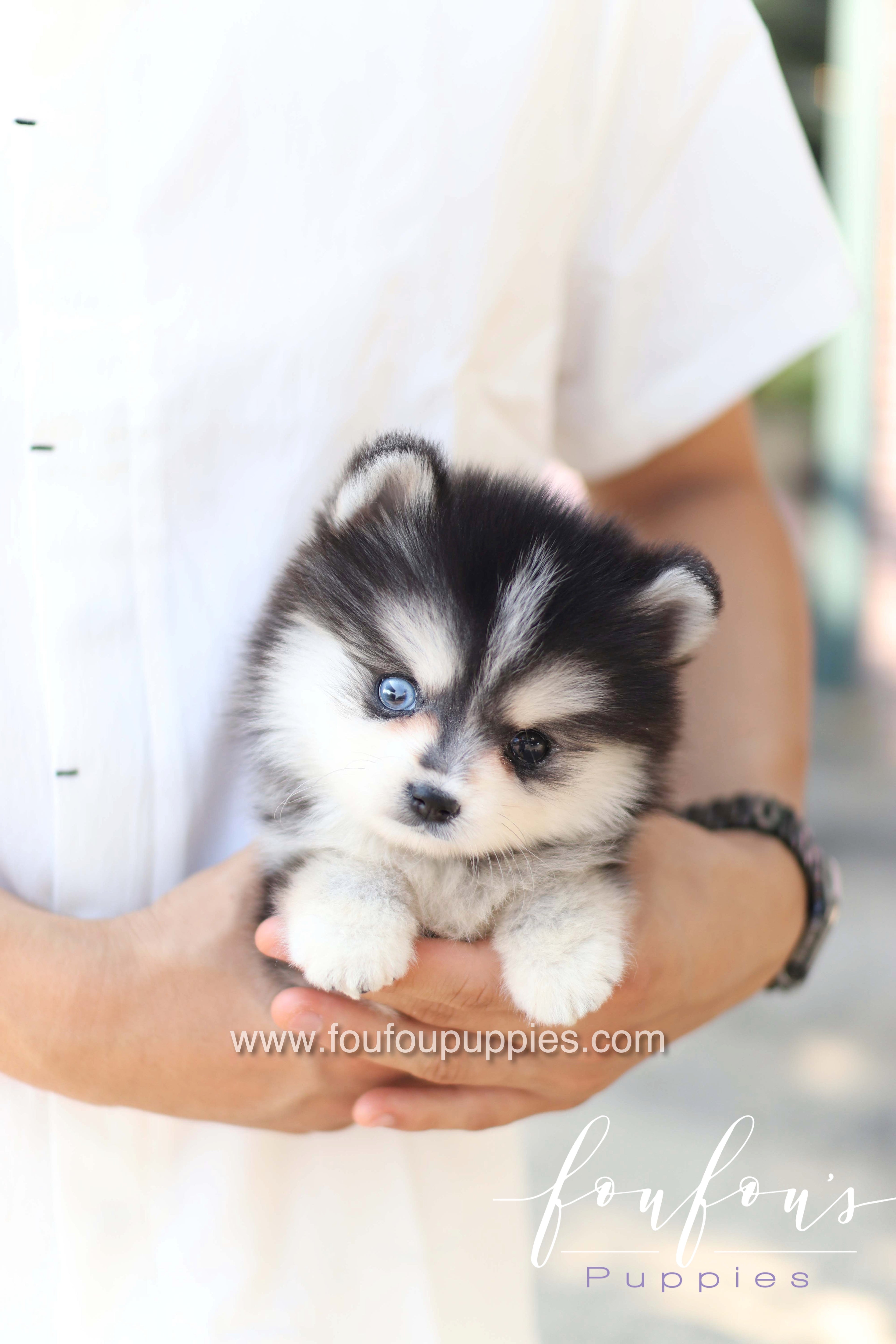 Moíshi - Pomsky M.