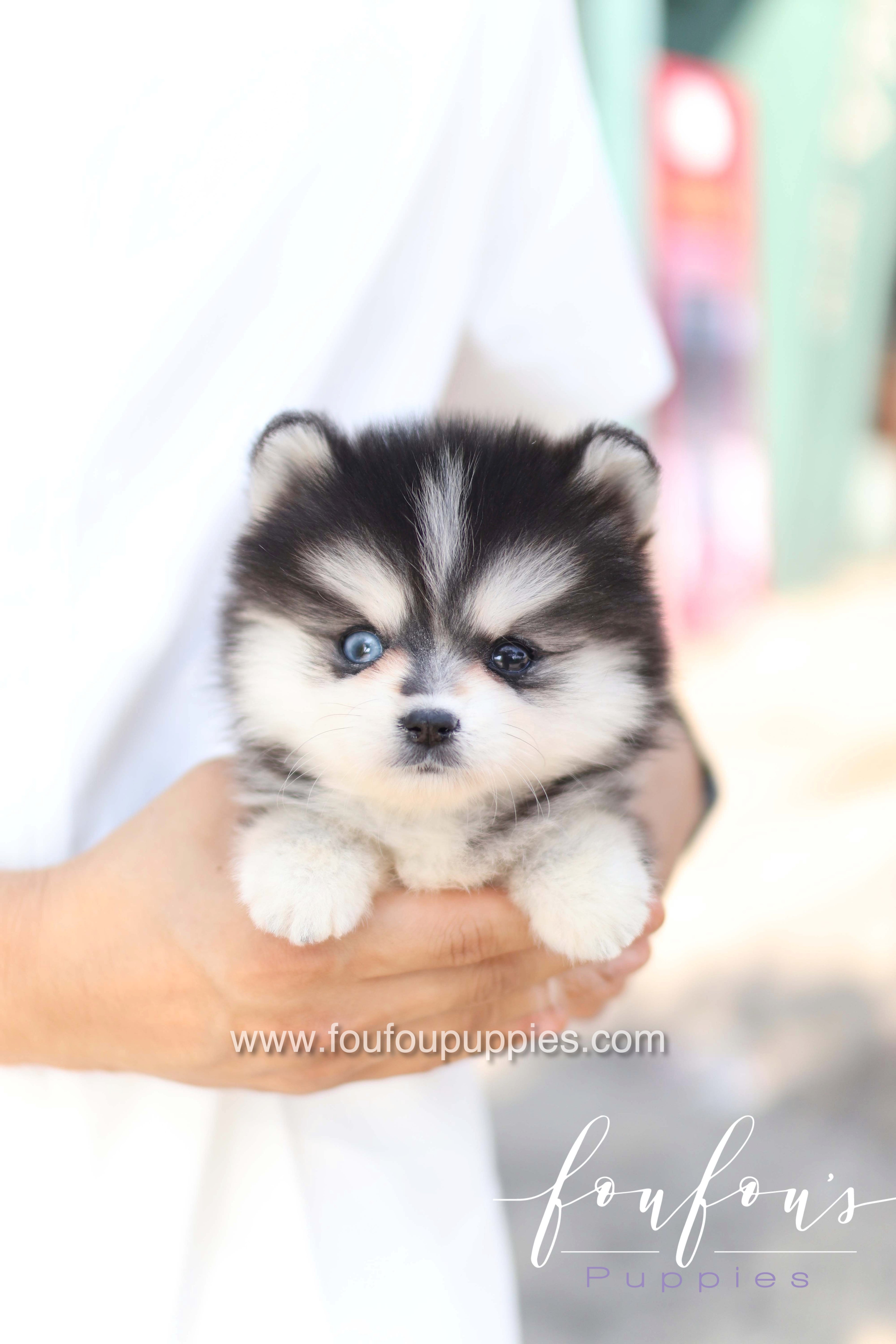 Moíshi - Pomsky M.