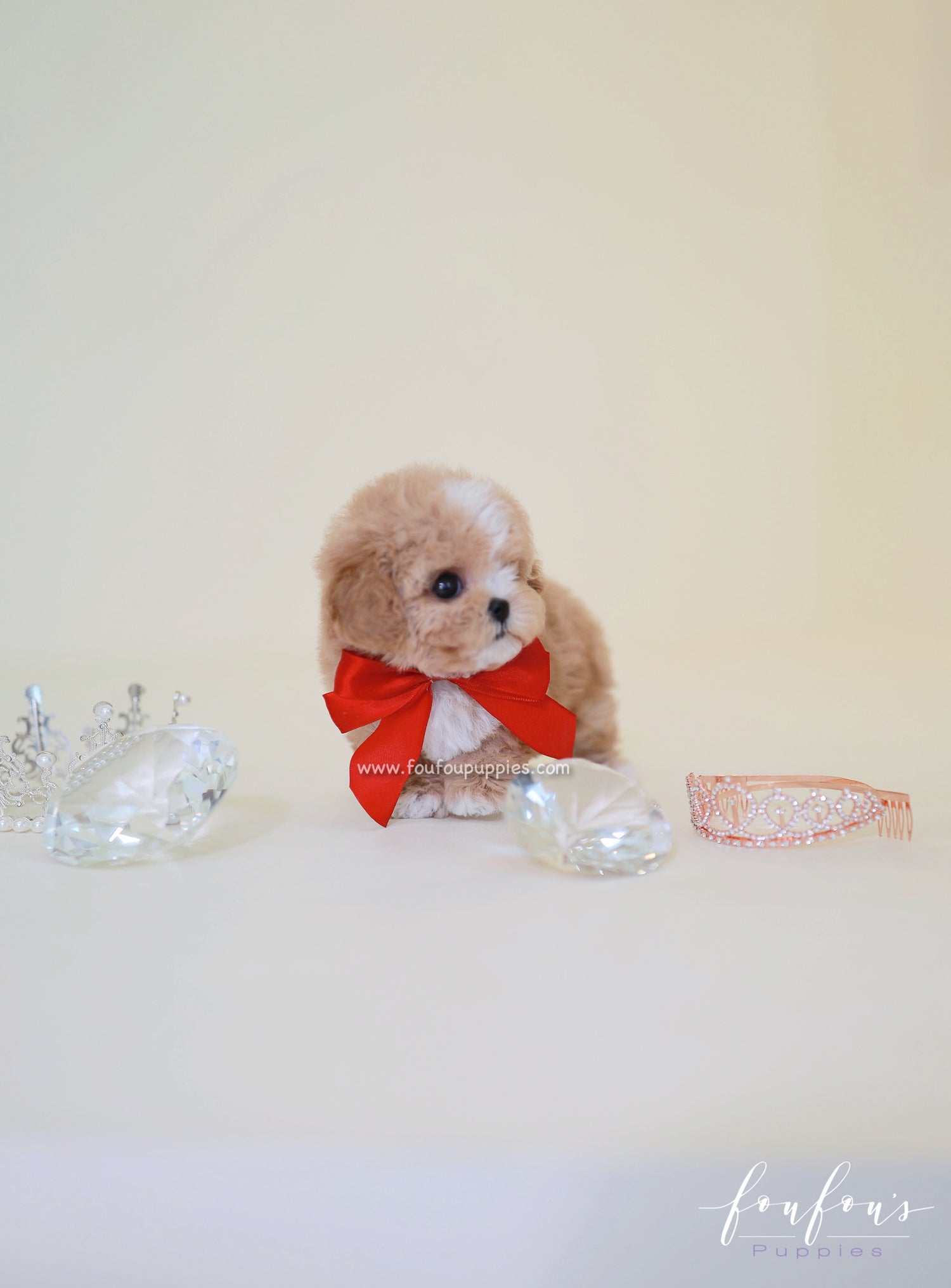 SugarPlum - Maltipoo F.