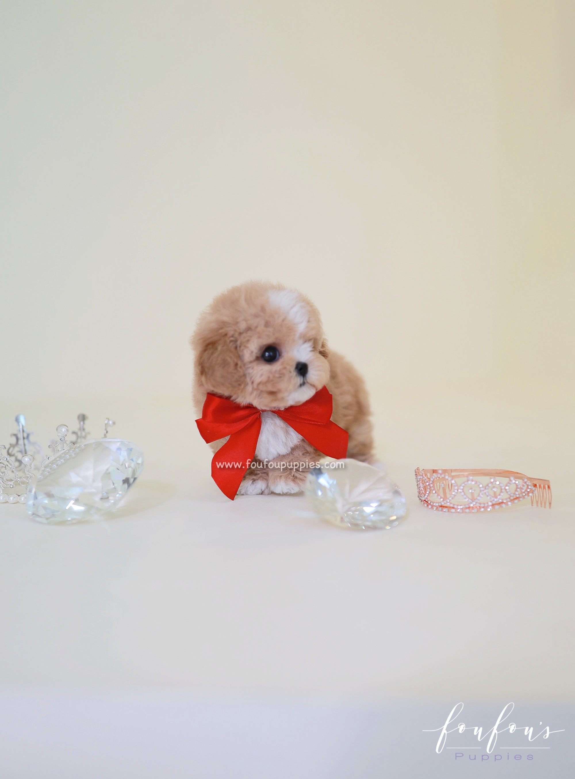 SugarPlum - Maltipoo F.