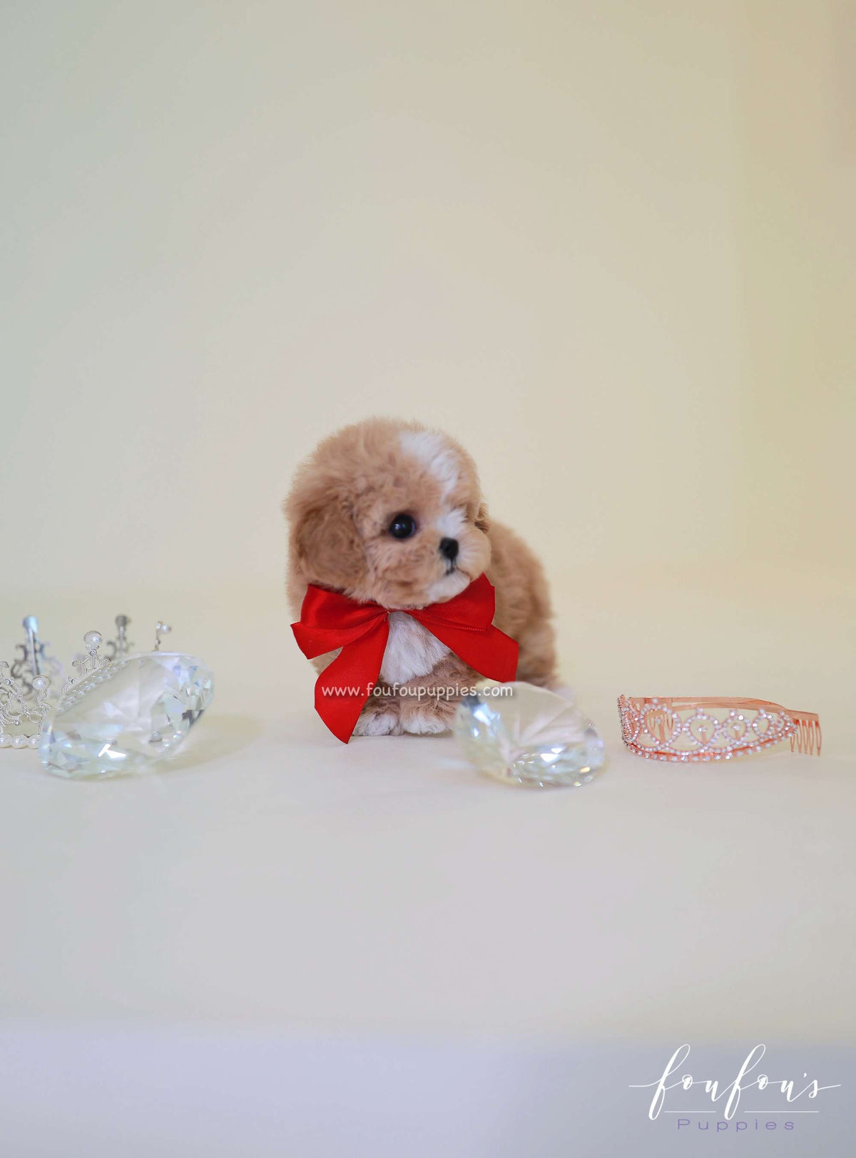 SugarPlum - Maltipoo F.