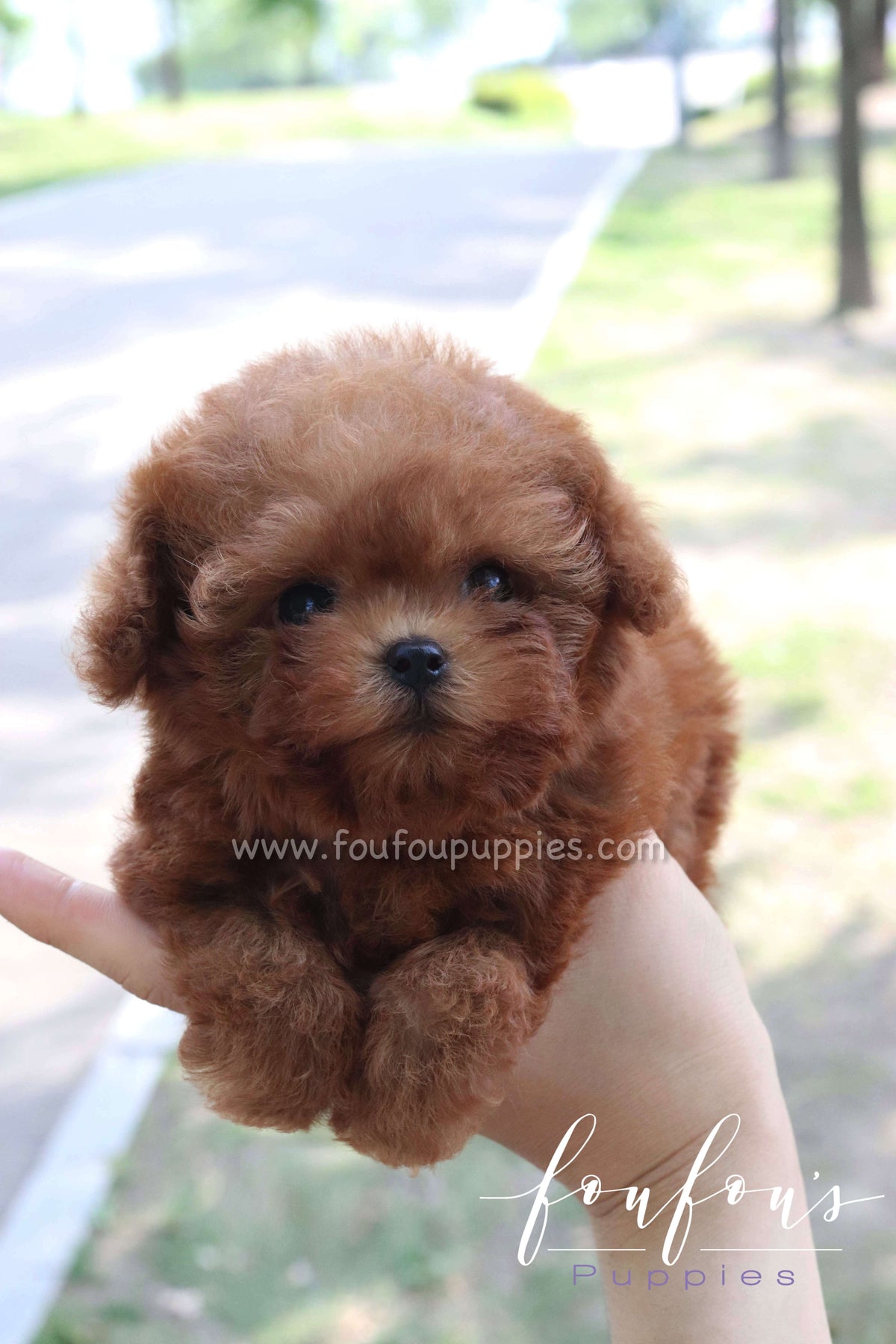 Rosie - Poodle F.