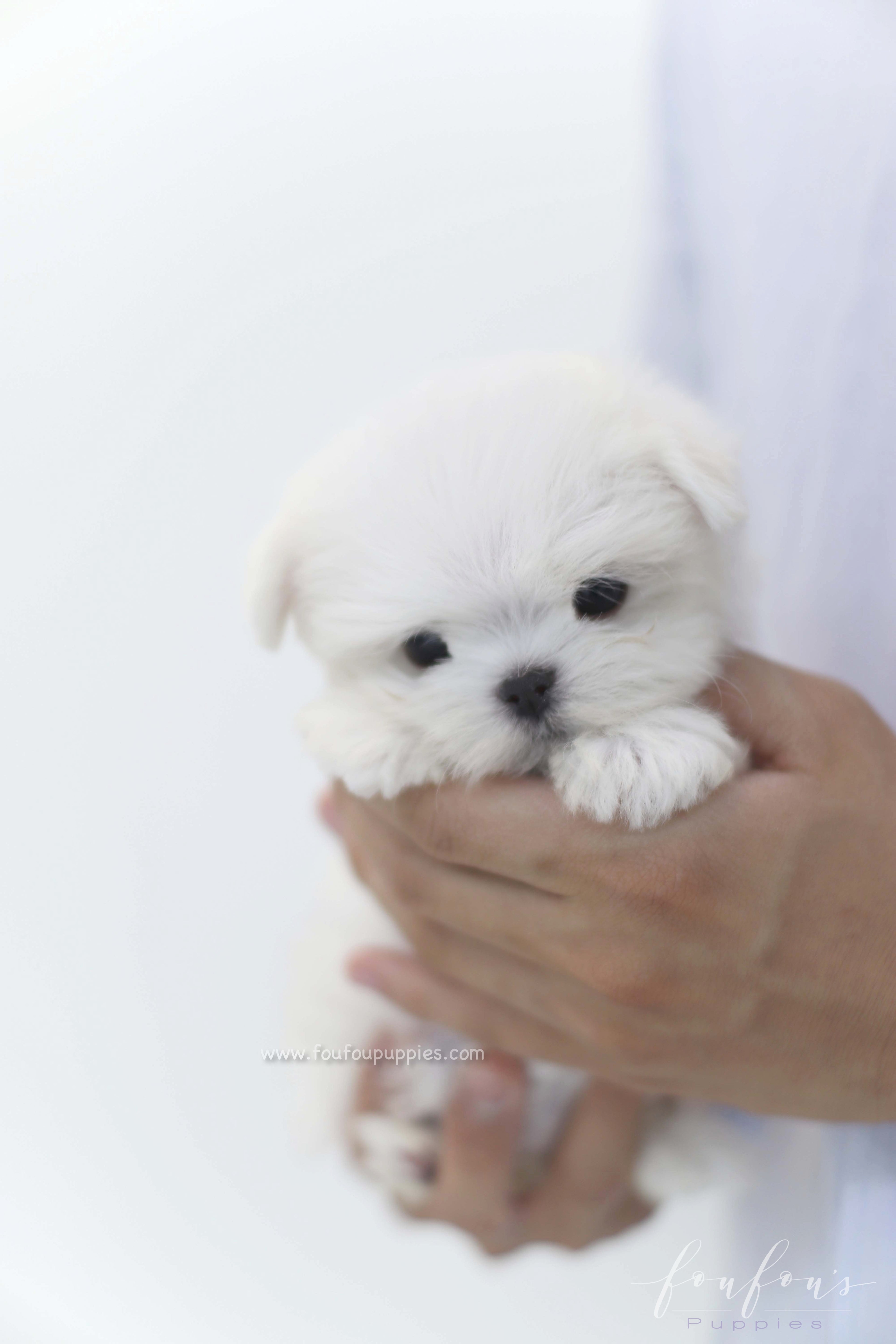 Willow - Maltese F.