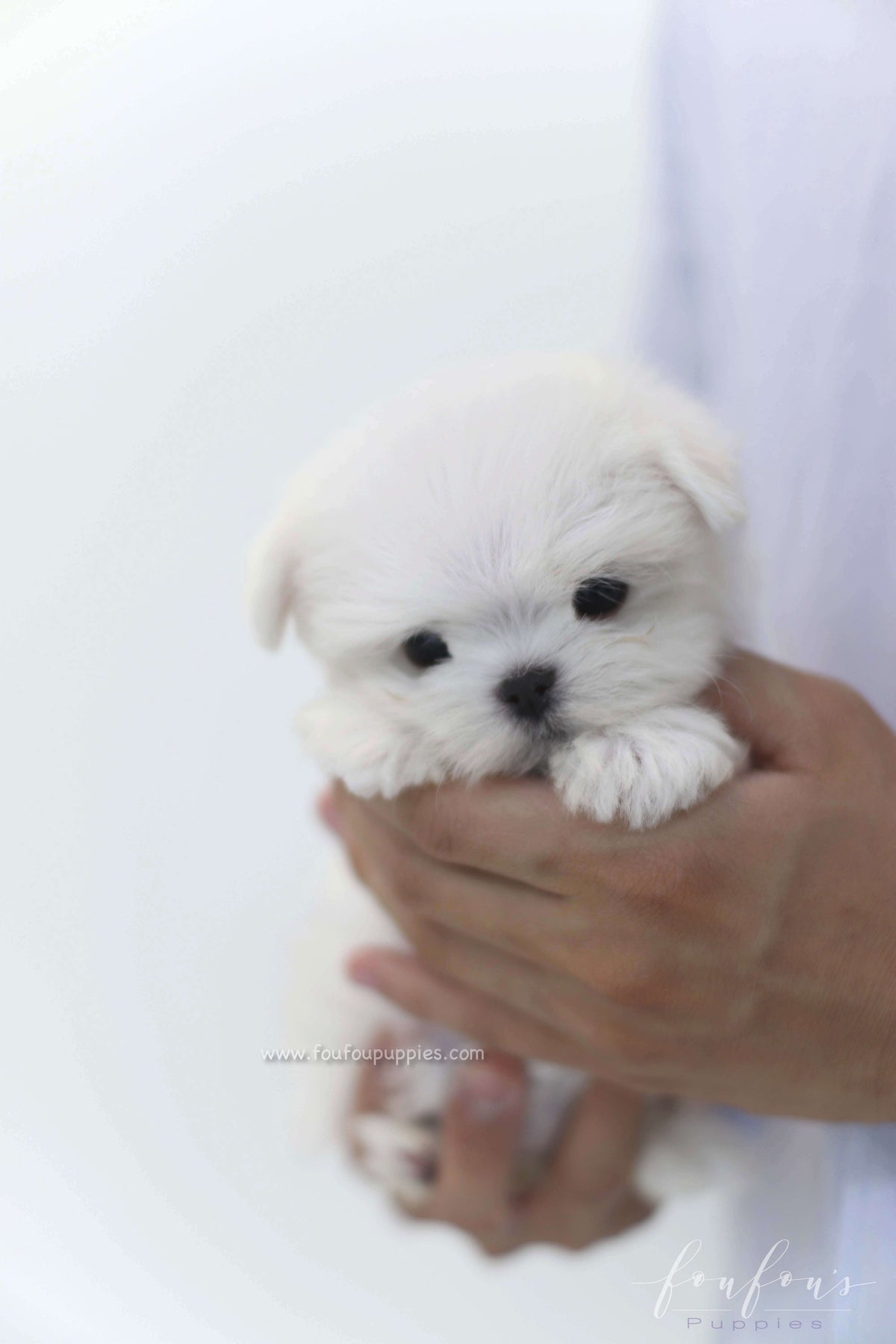 Willow - Maltese F.