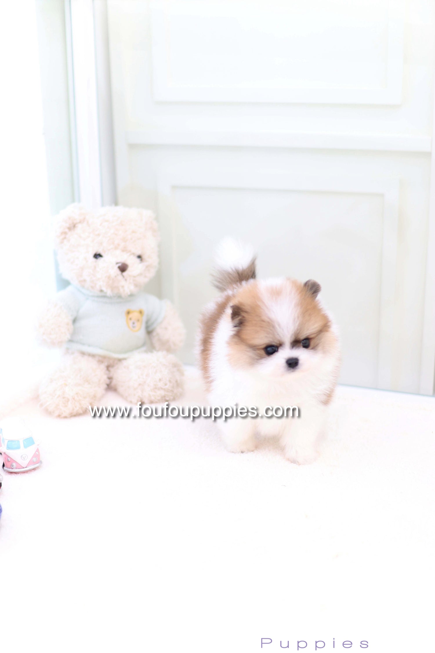 Mushy - Pomeranian M.
