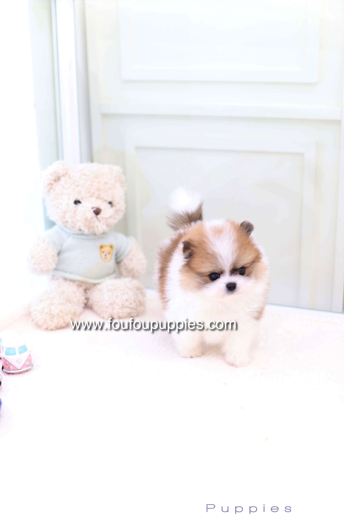 Mushy - Pomeranian M.