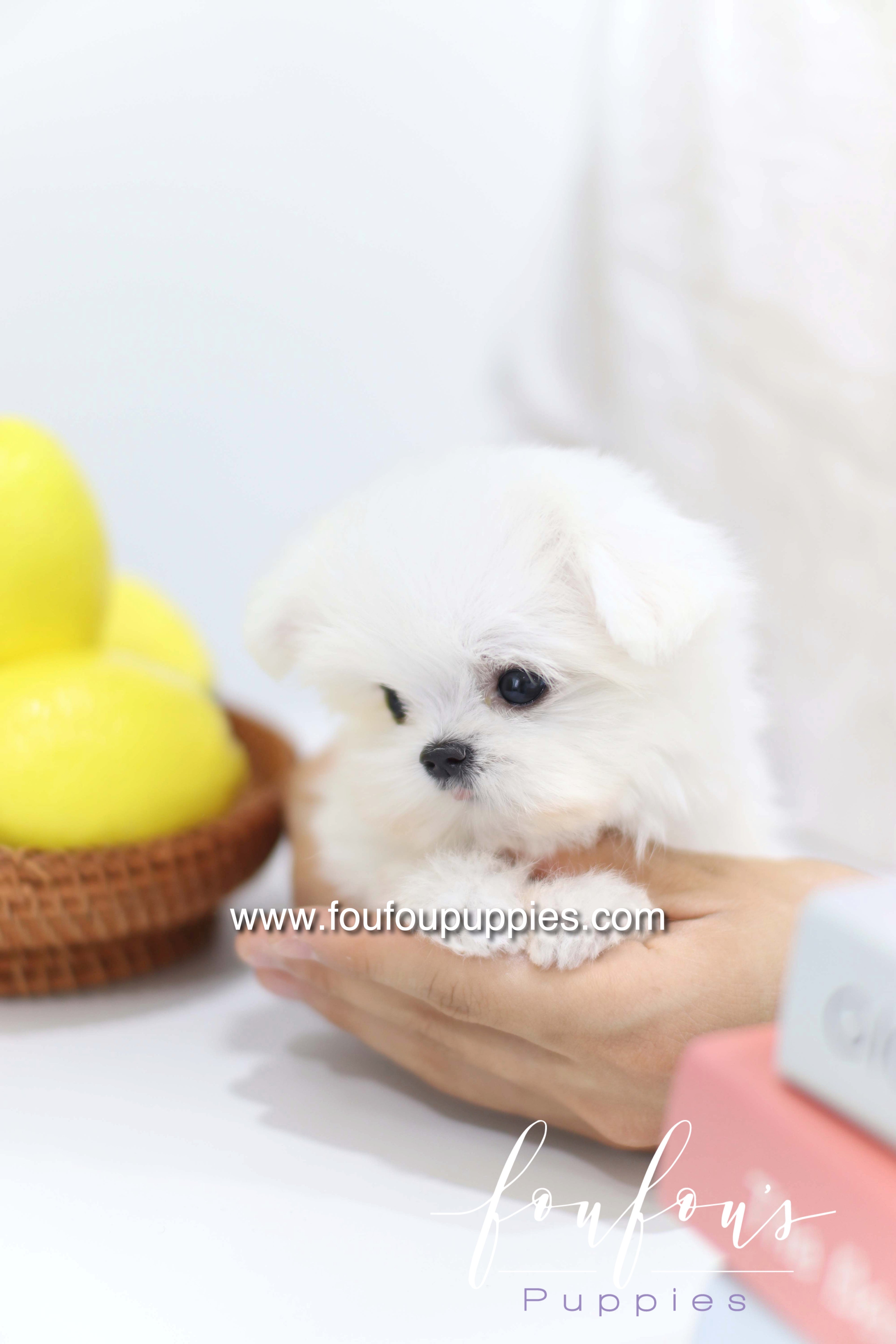 Daisy - Maltese F. -