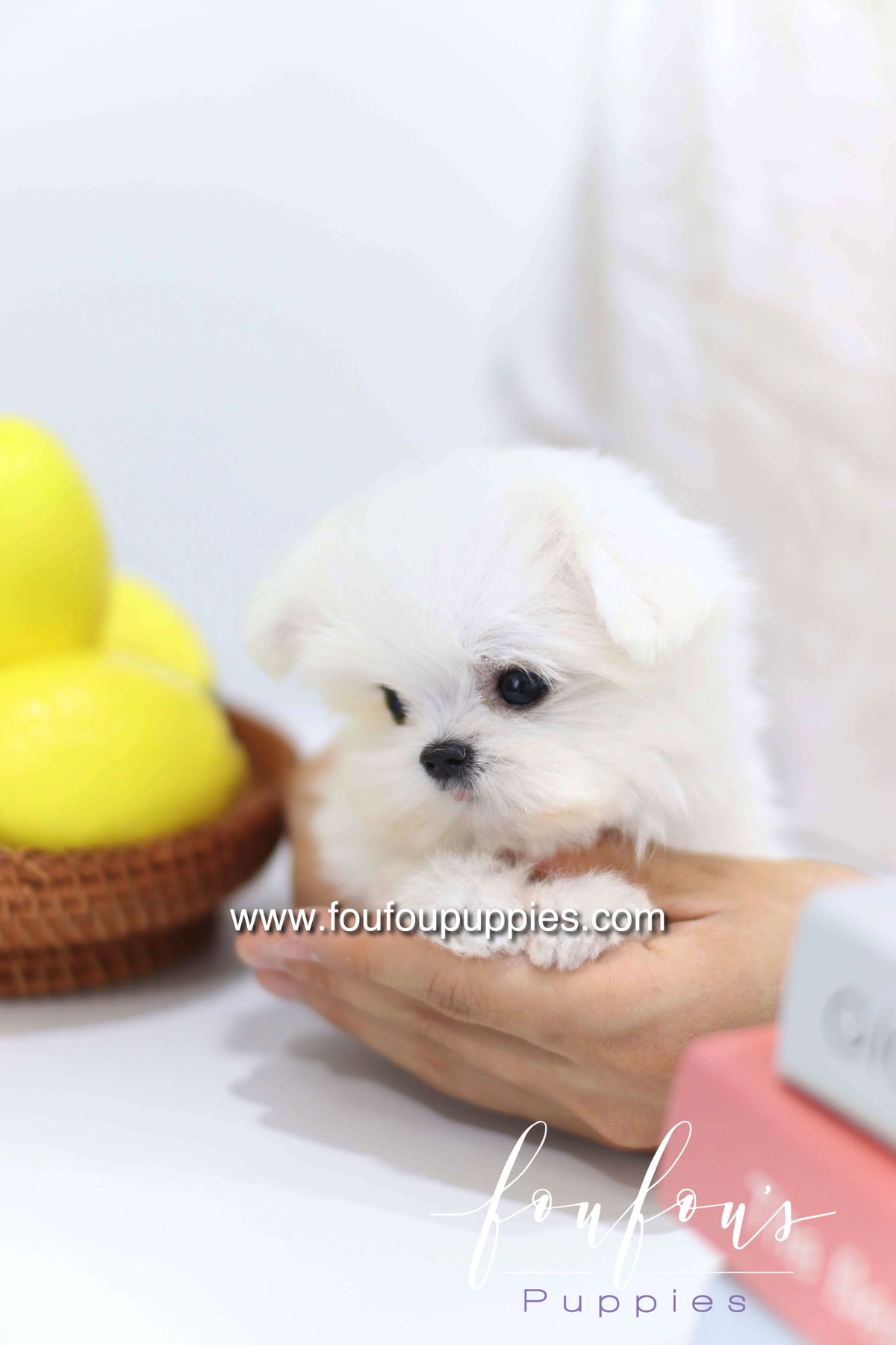 Daisy - Maltese F. -