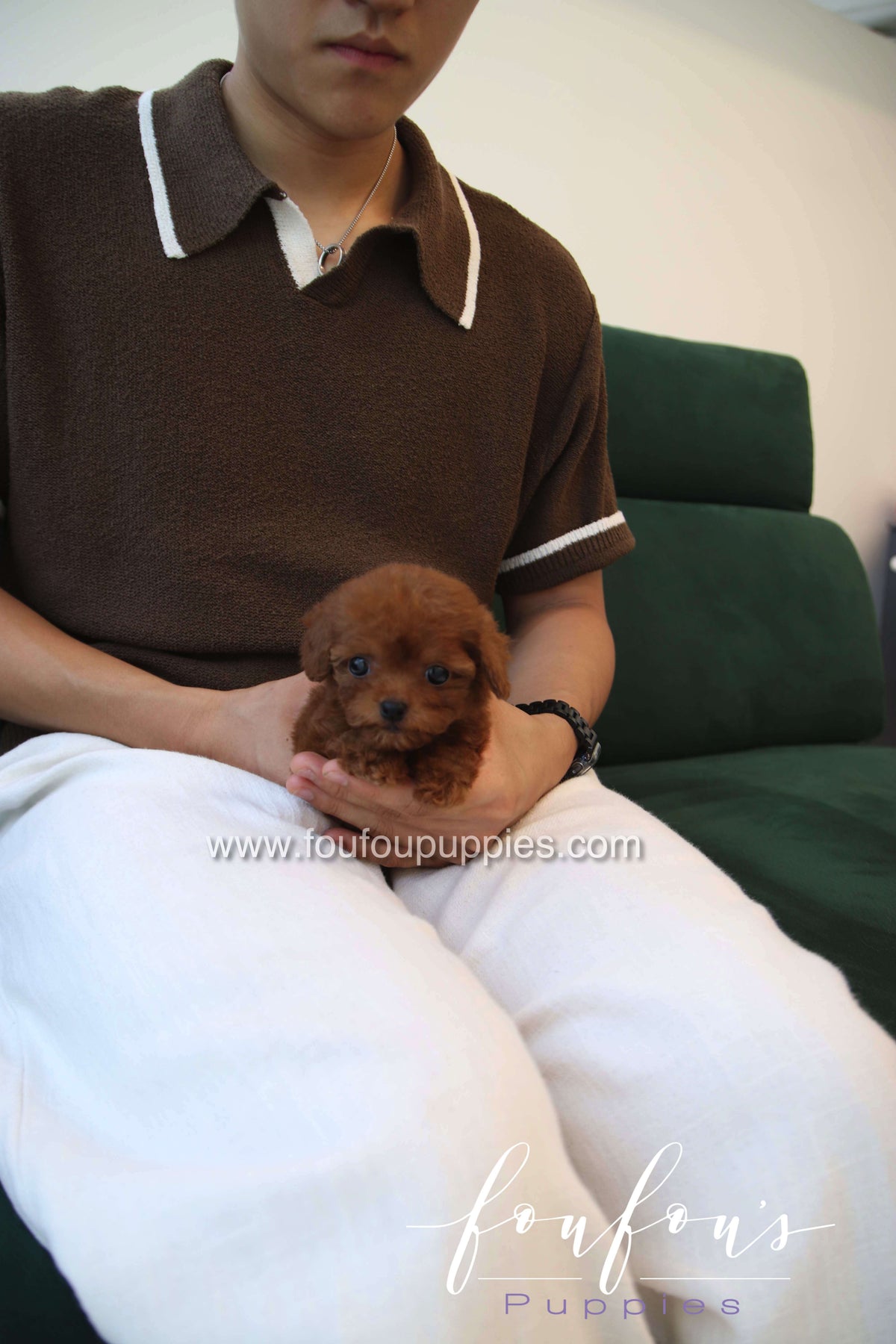Charlotte - Poodle F.