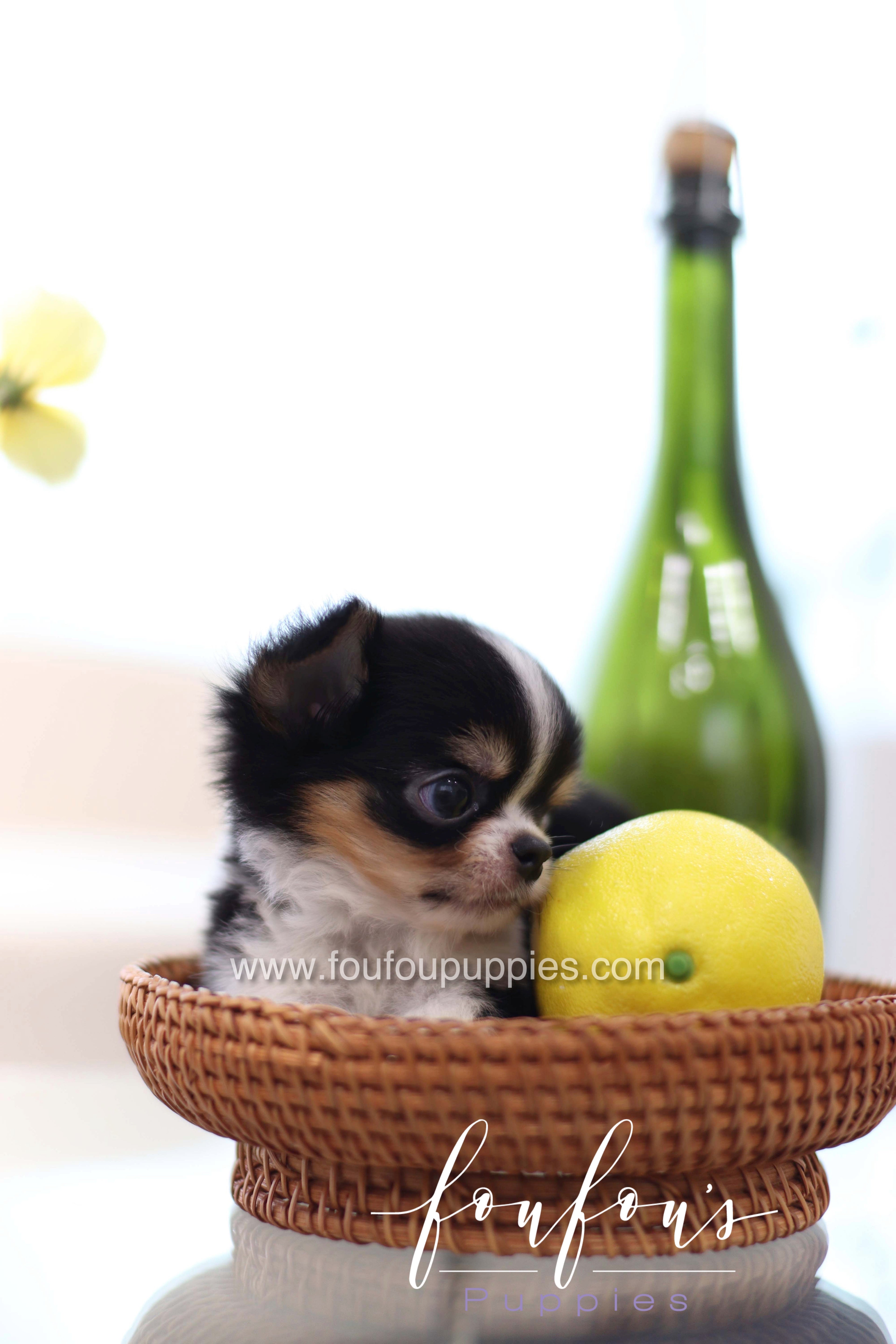 Pablo - Chihuahua M.