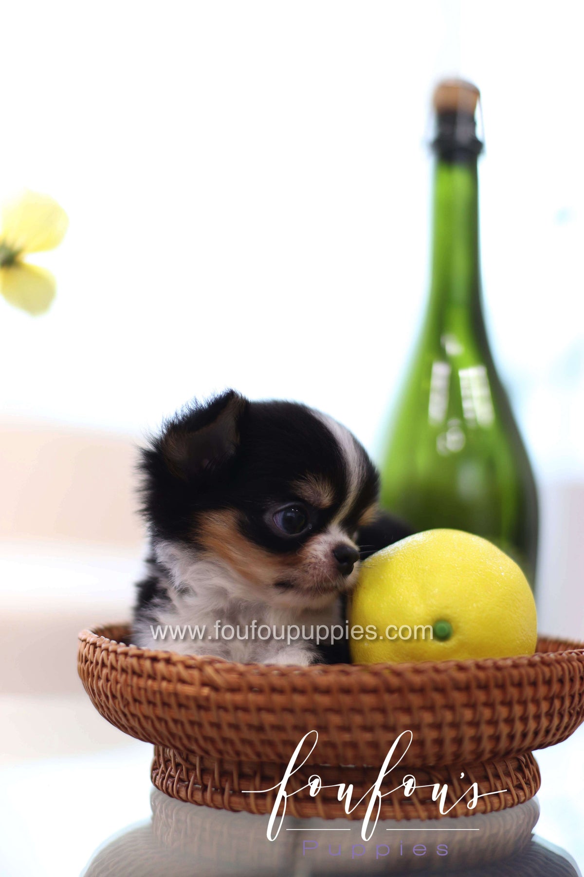 Pablo - Chihuahua M.