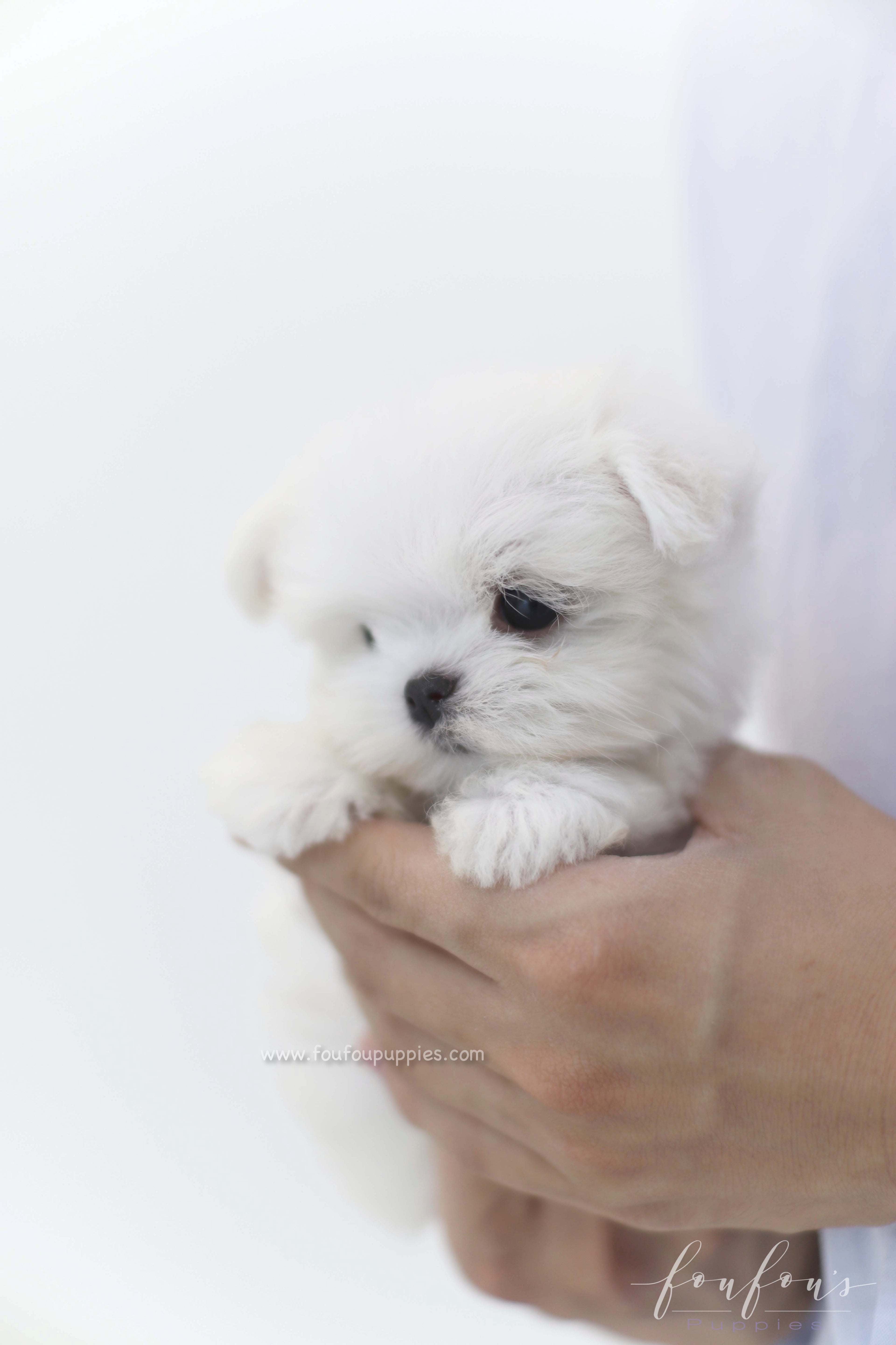 Willow - Maltese F.