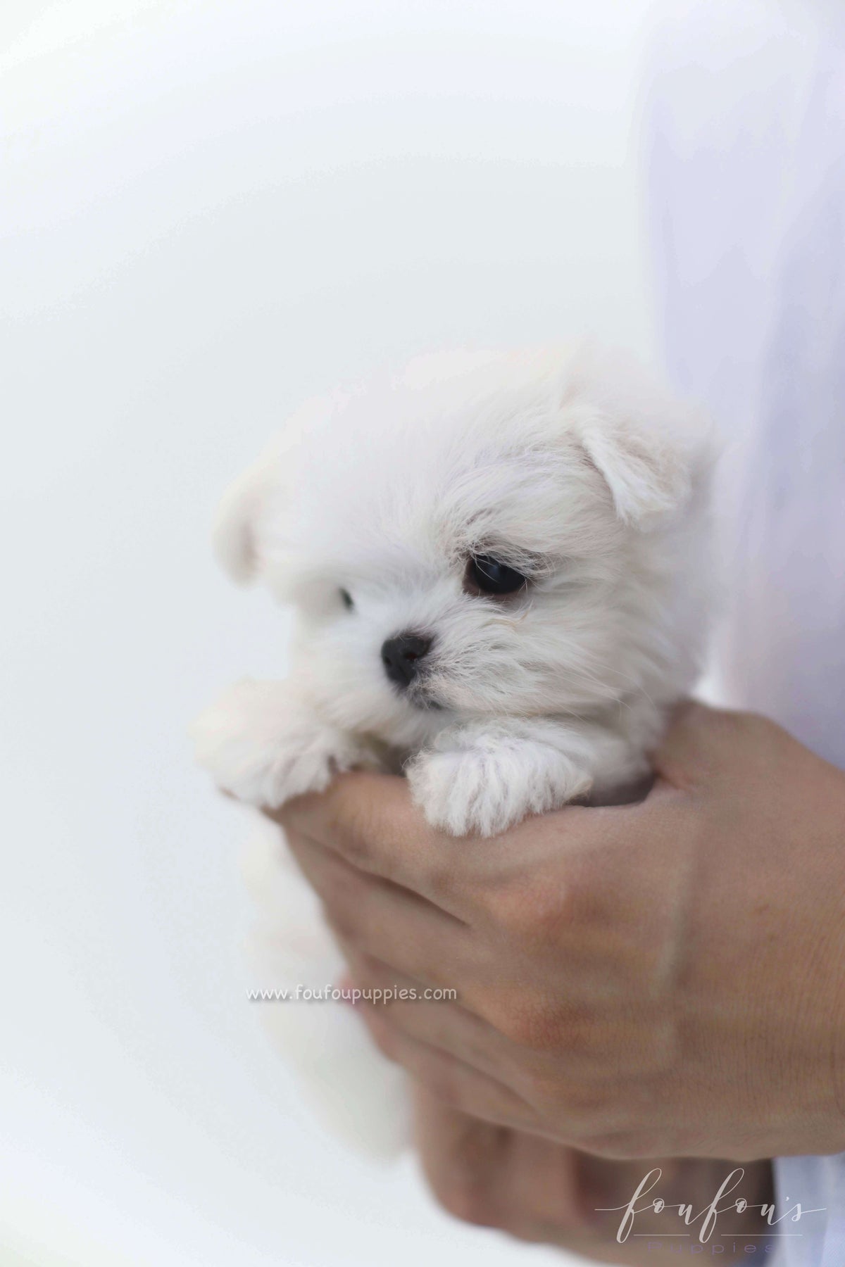 Willow - Maltese F.