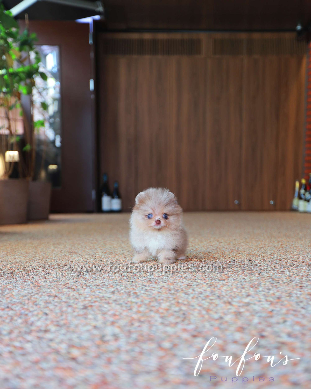 Candy - Pomeranian F.