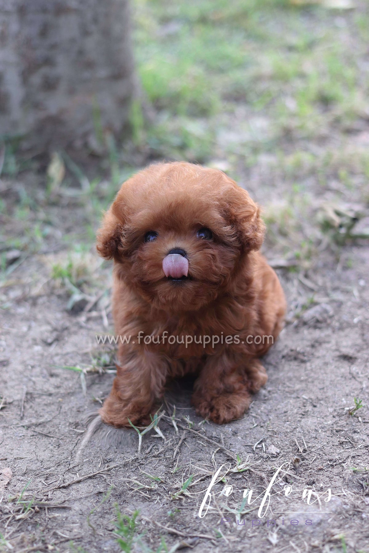 Rosie - Poodle F.