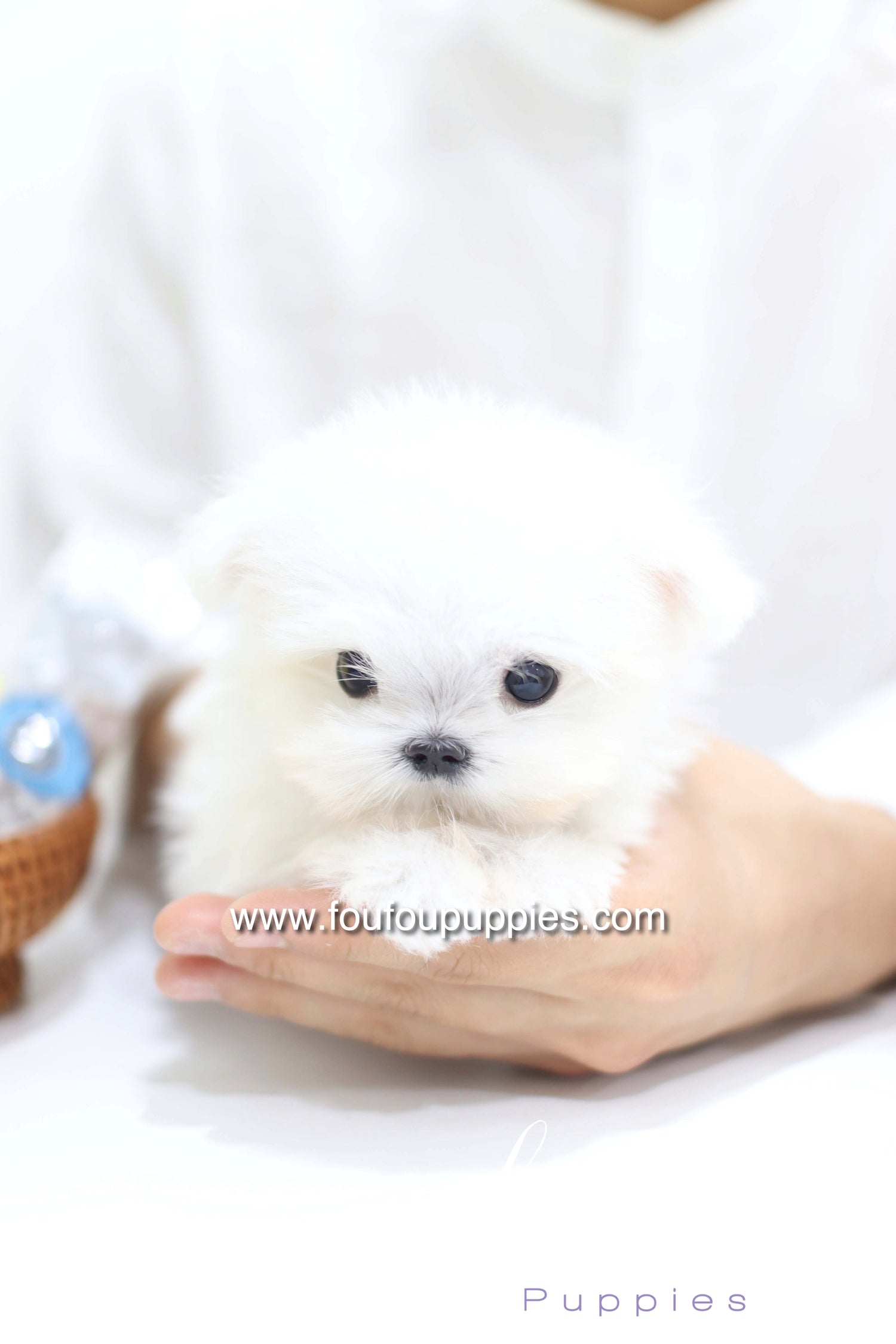 Daisy - Maltese F. -