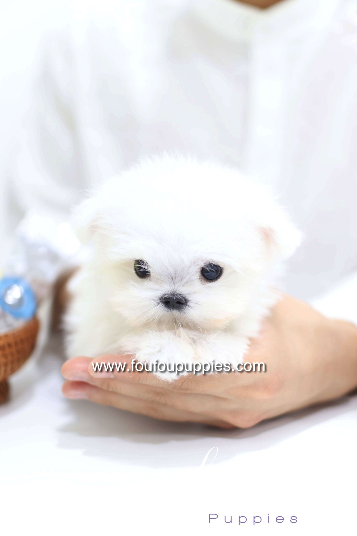 Daisy - Maltese F. -
