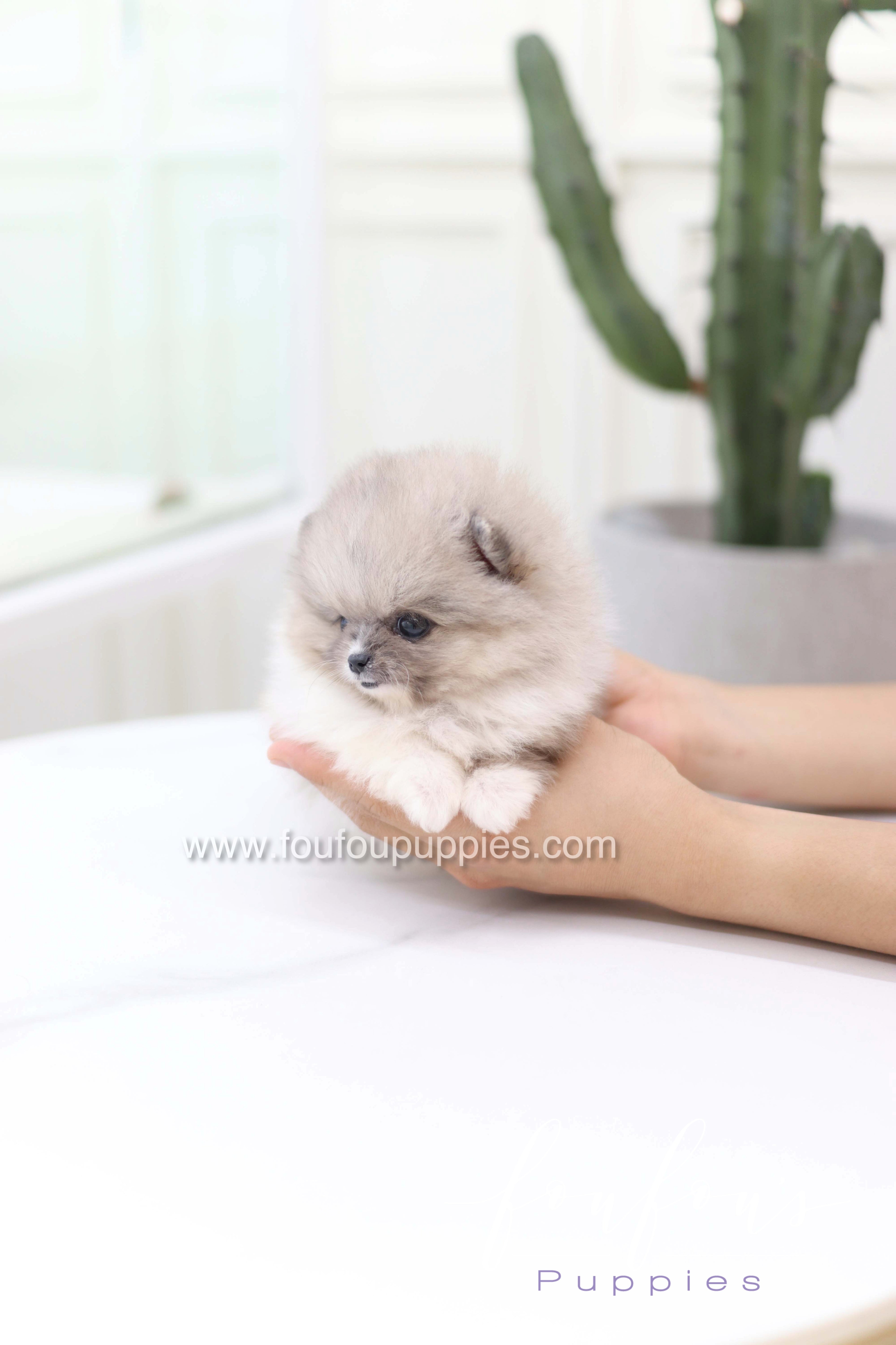 Zephyr - Pomeranian M.