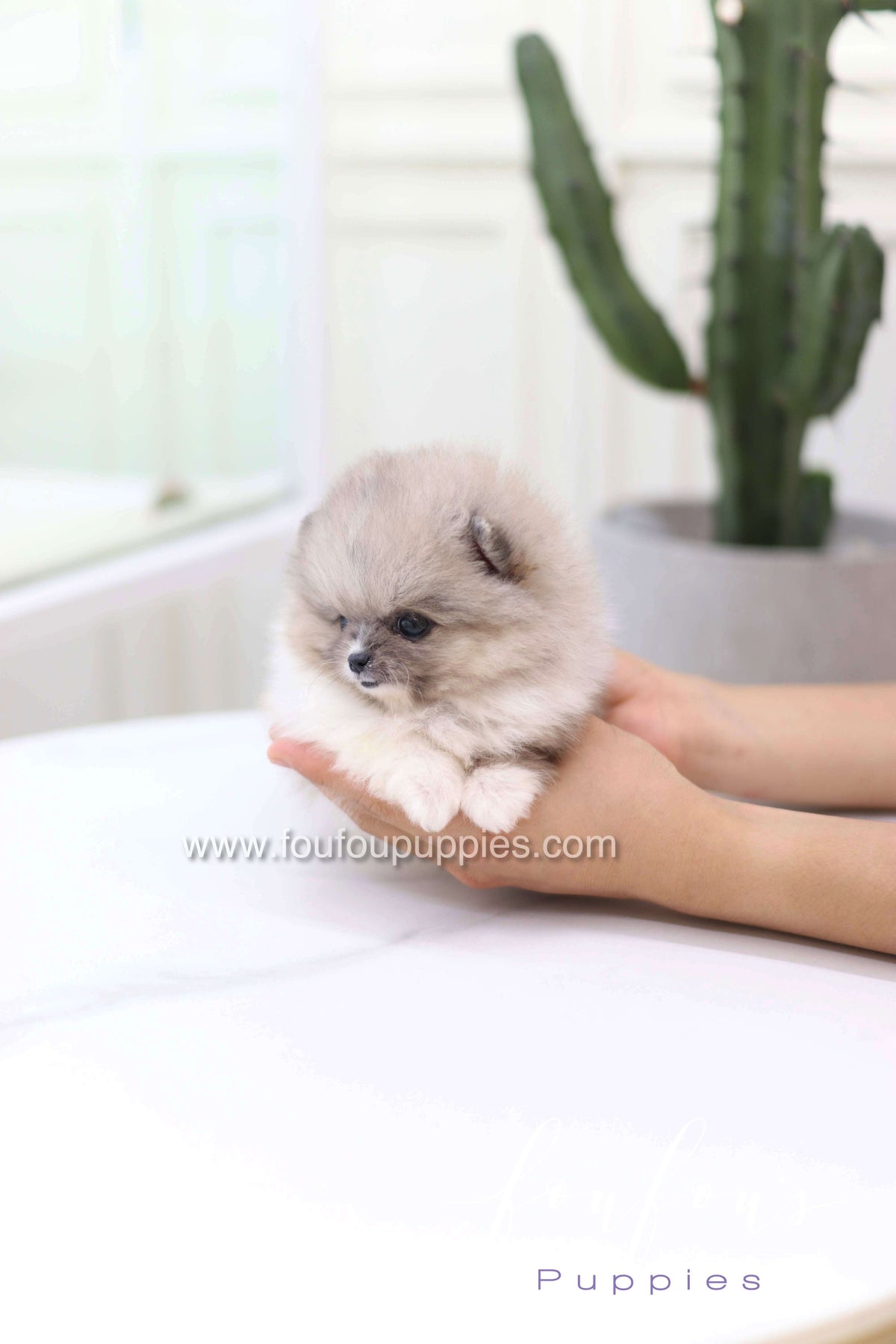 Zephyr - Pomeranian M.