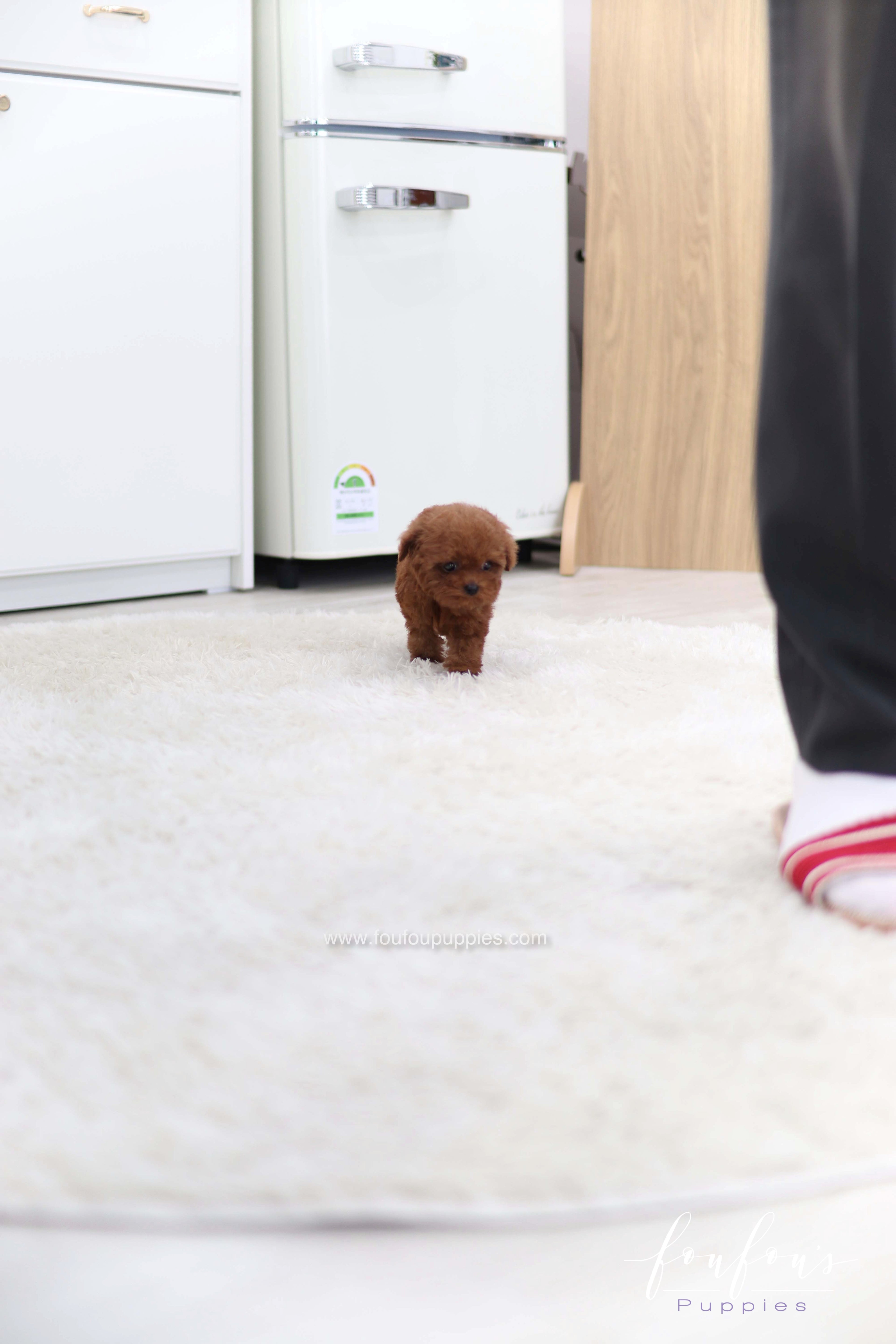 Lady - Poodle F. -