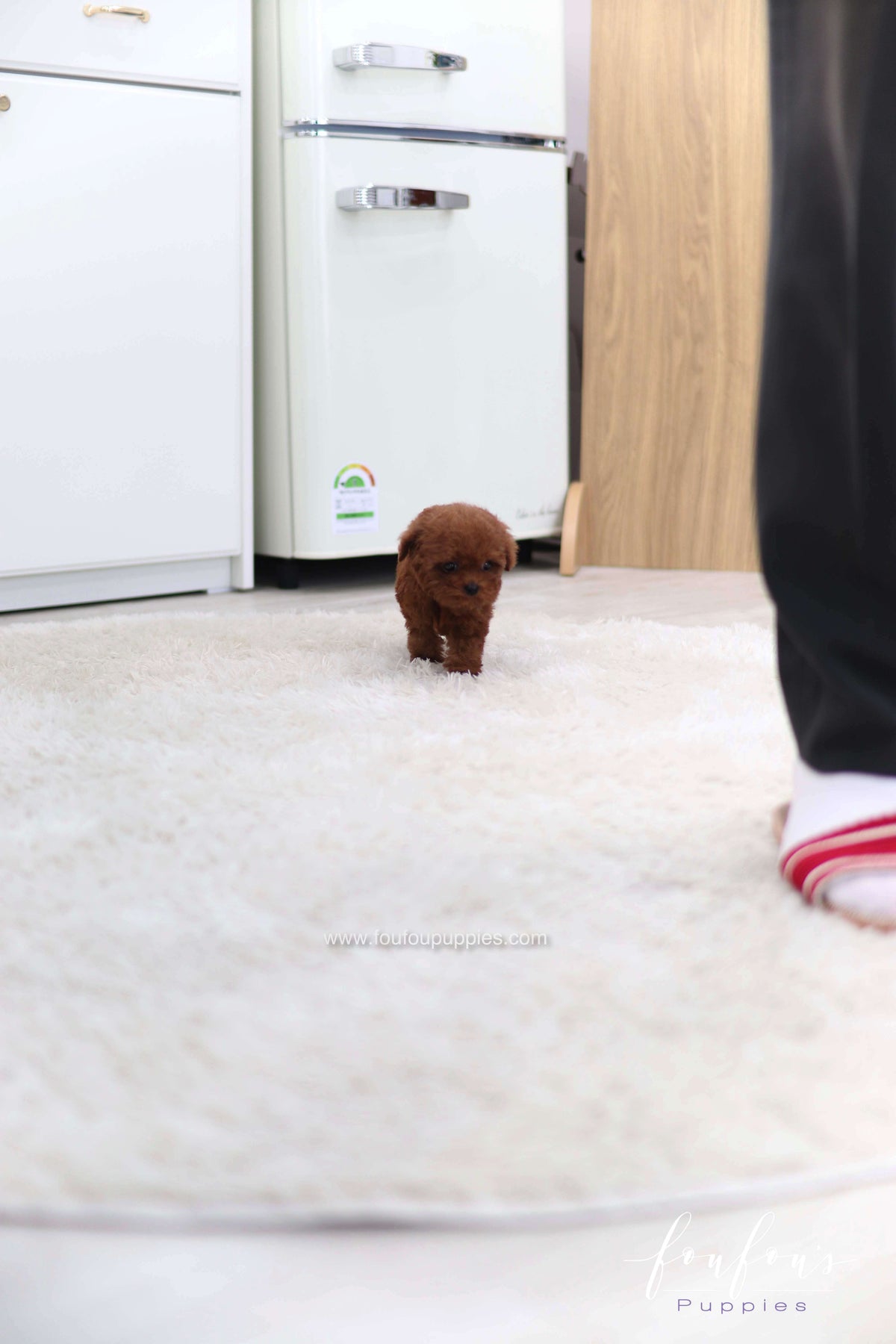 Lady - Poodle F. -
