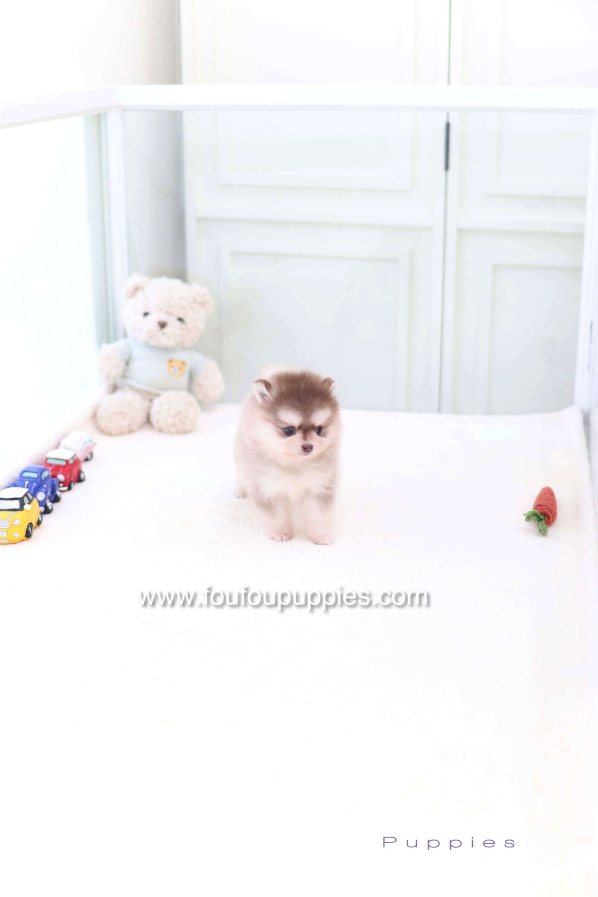 Miu - Pomsky F.