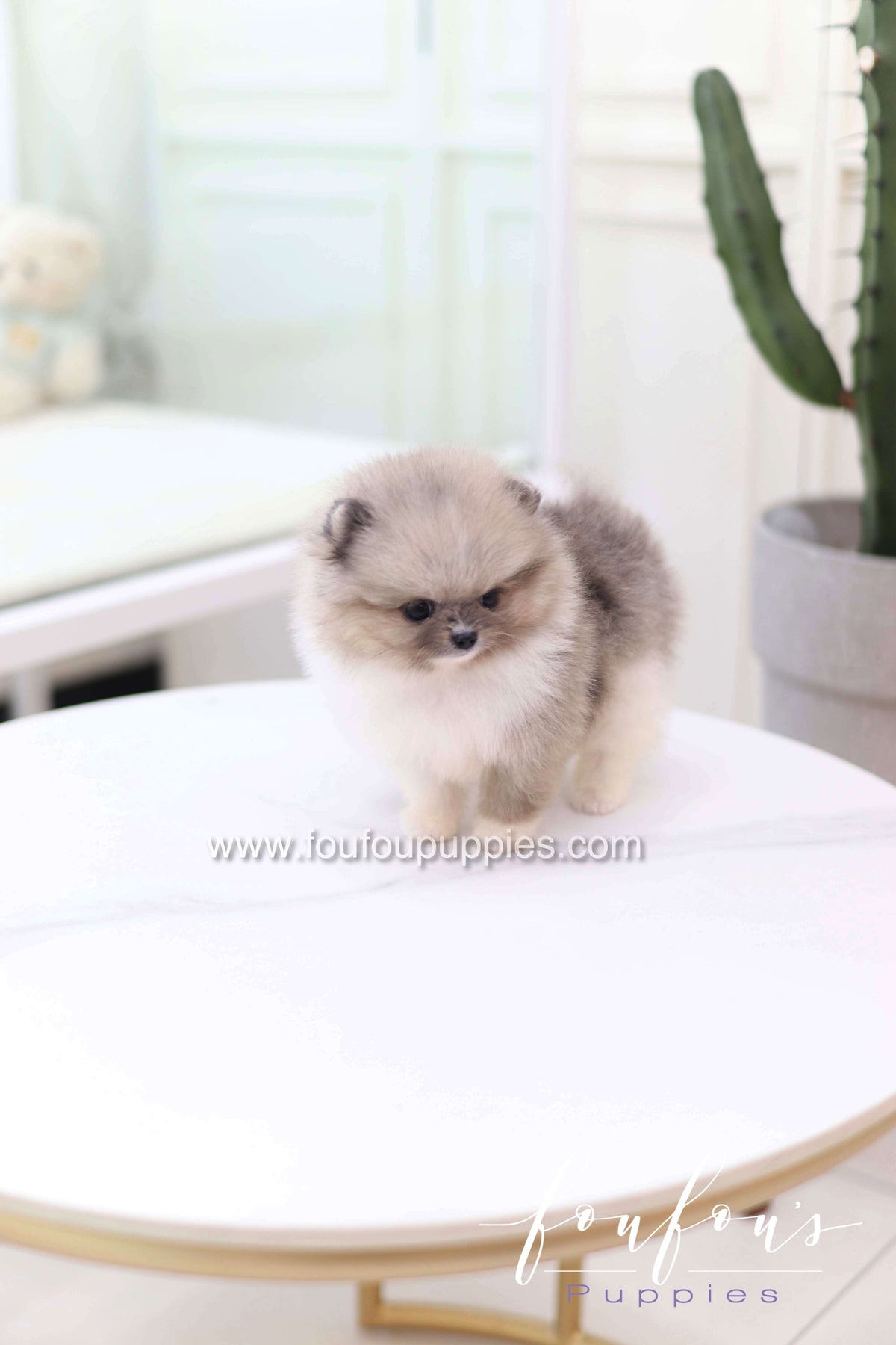 Zephyr - Pomeranian M.