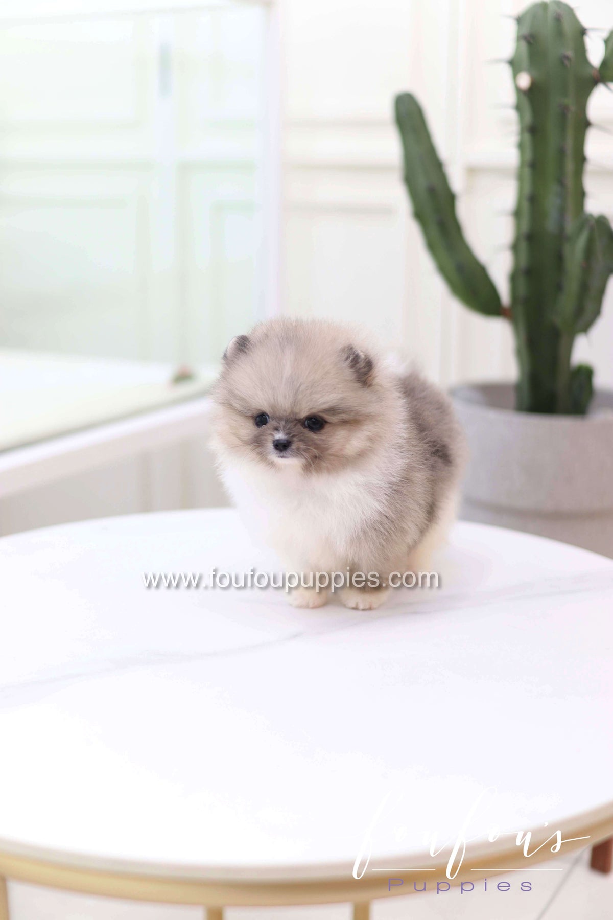 Zephyr - Pomeranian M.