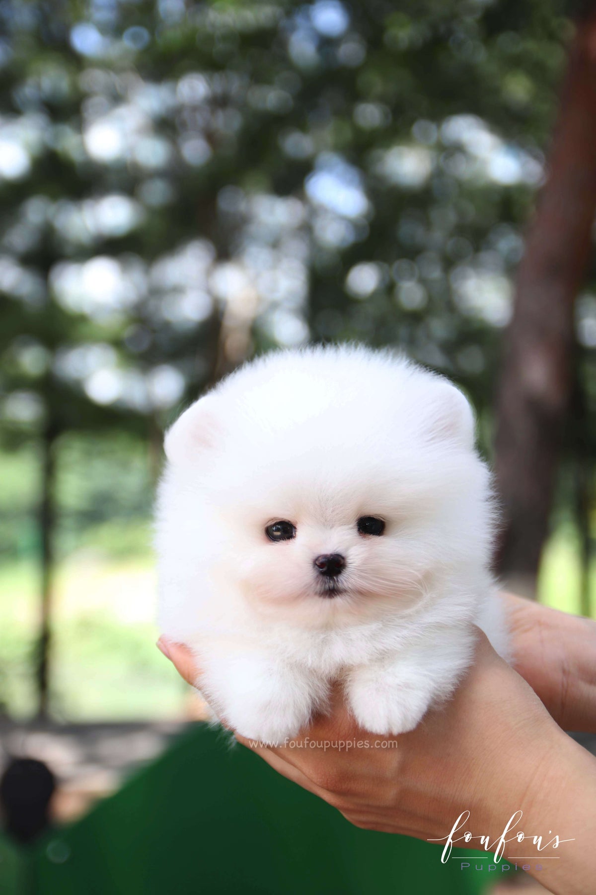 Nova - Pomeranian M.