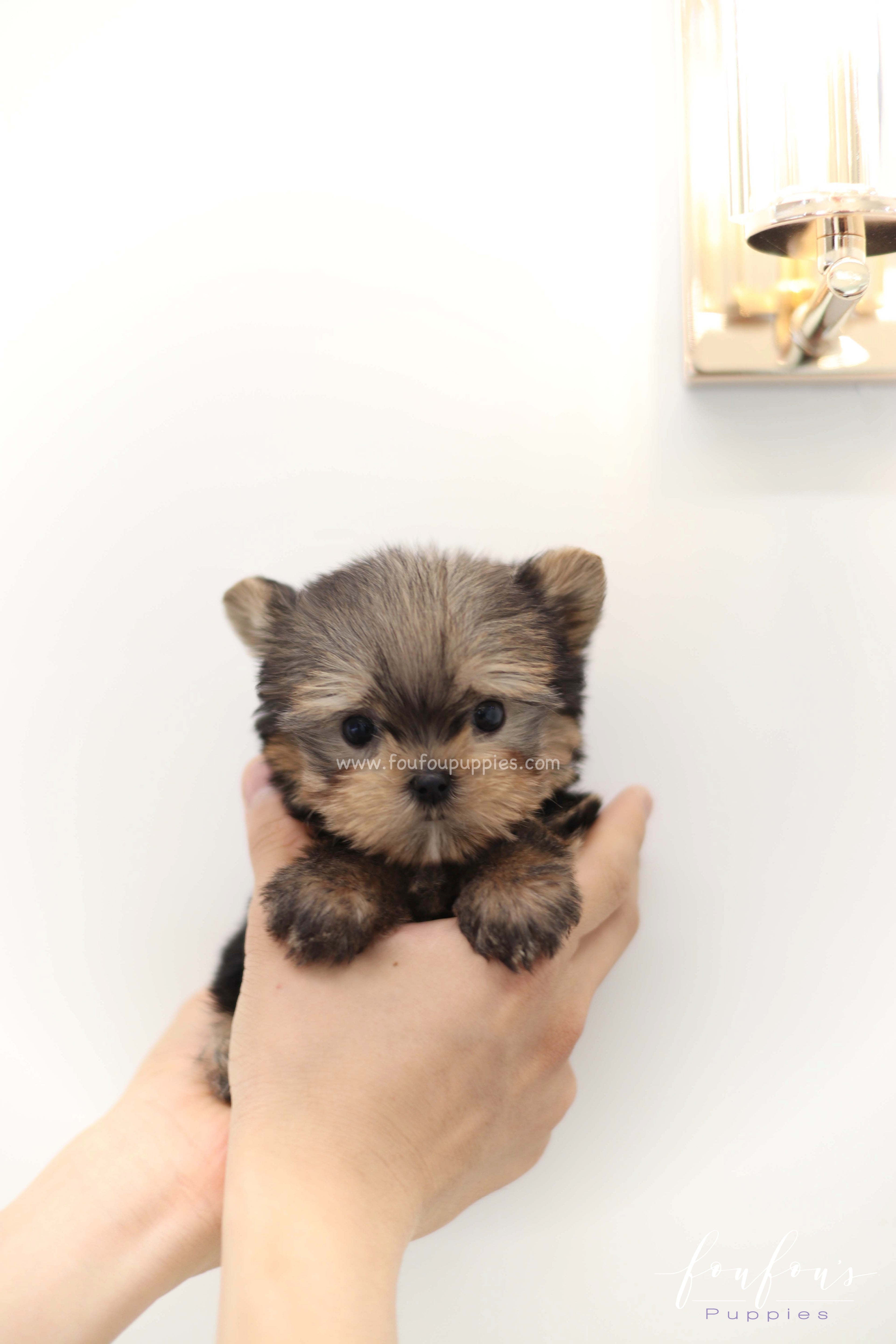 Fairy - Yorkshire Terrier F.