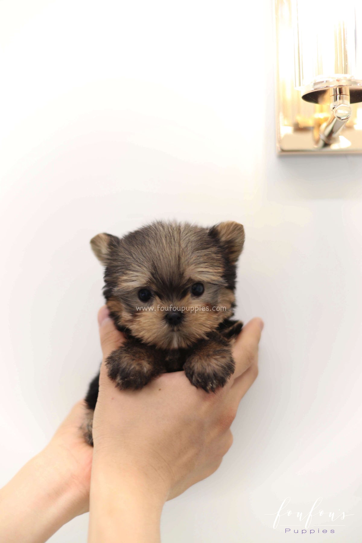 Fairy - Yorkshire Terrier F.