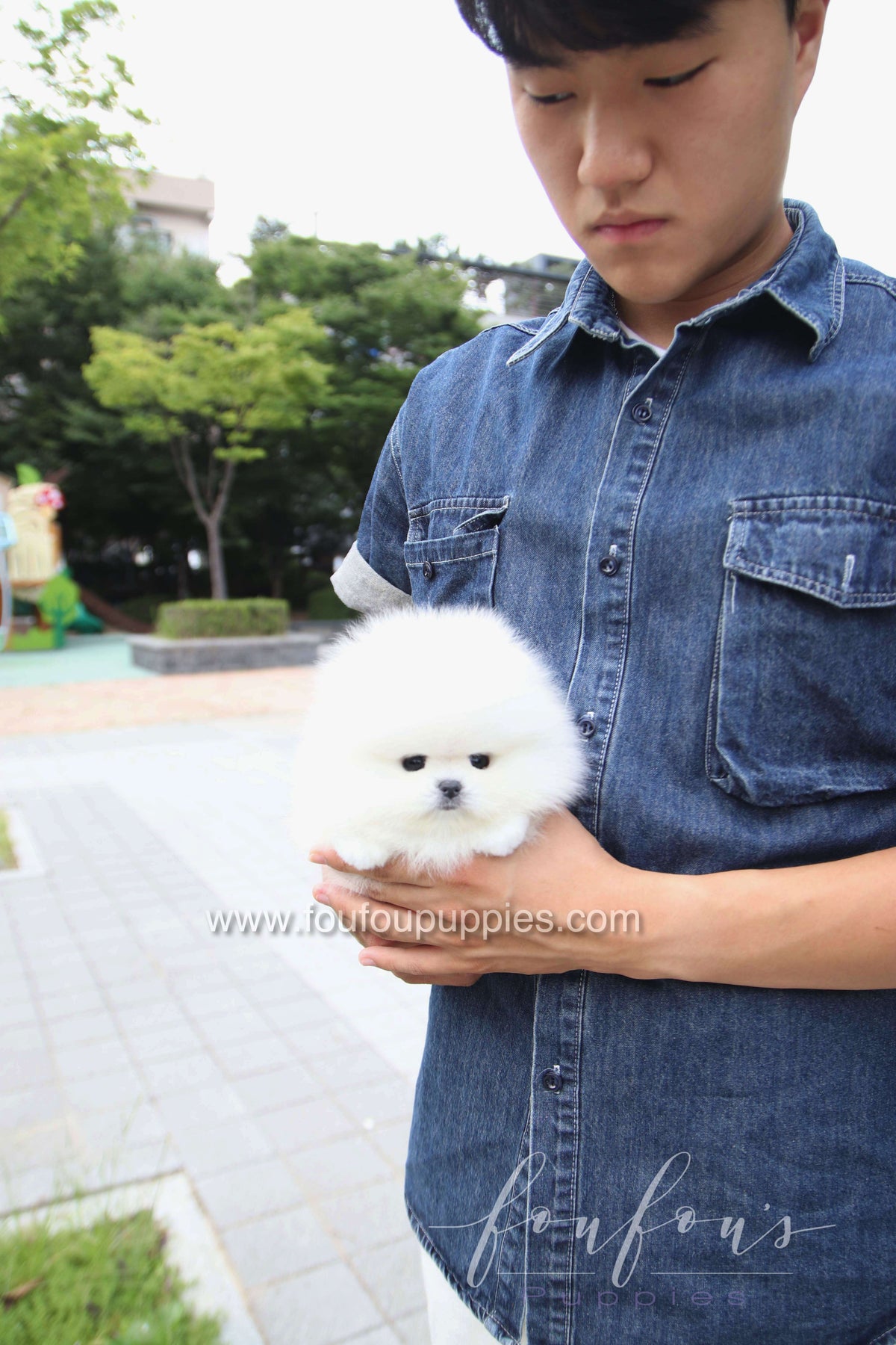 Marshmallow - Pomeranian M.