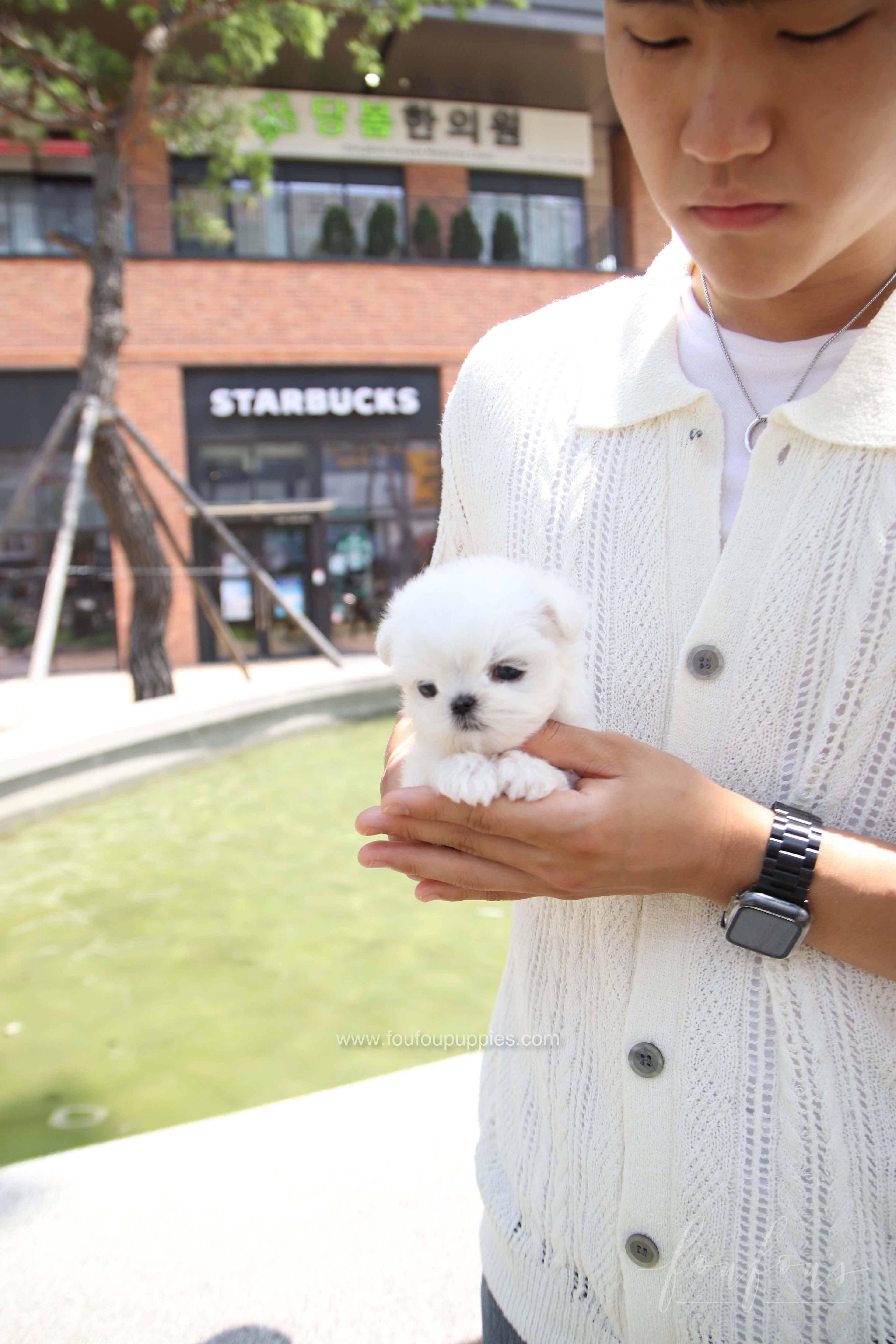PoohBear - Maltese M.