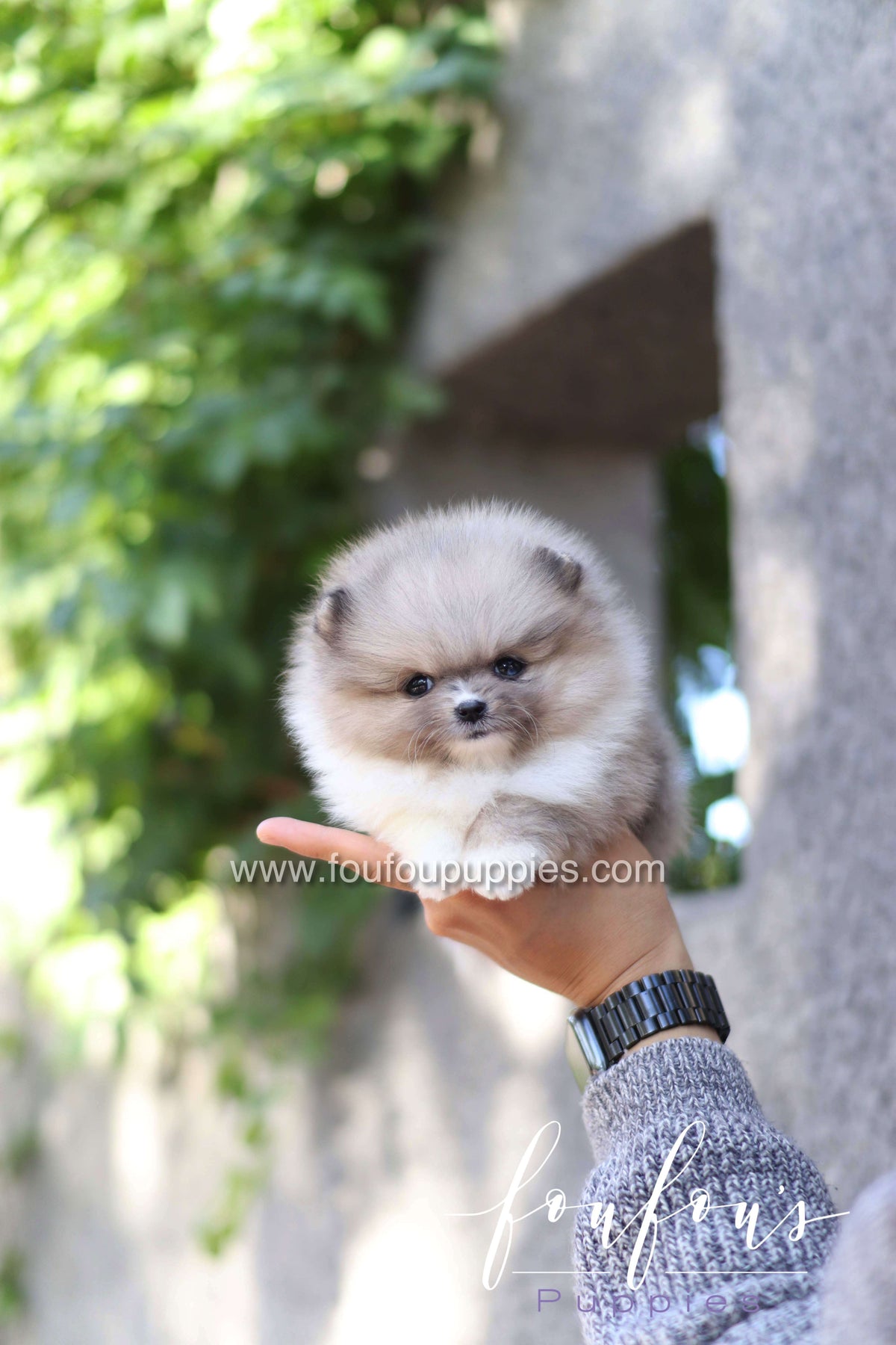 Zephyr - Pomeranian M.