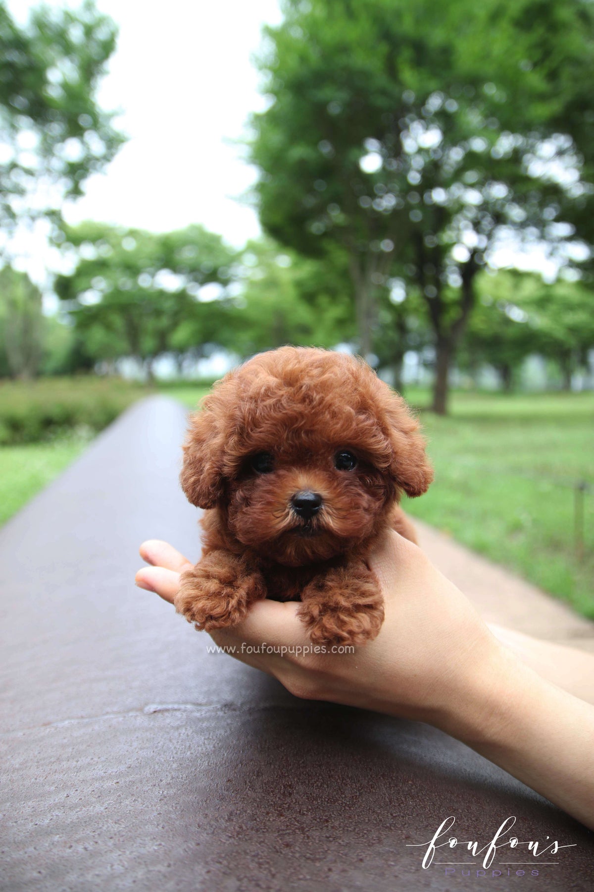 Kissme - Poodle F. -