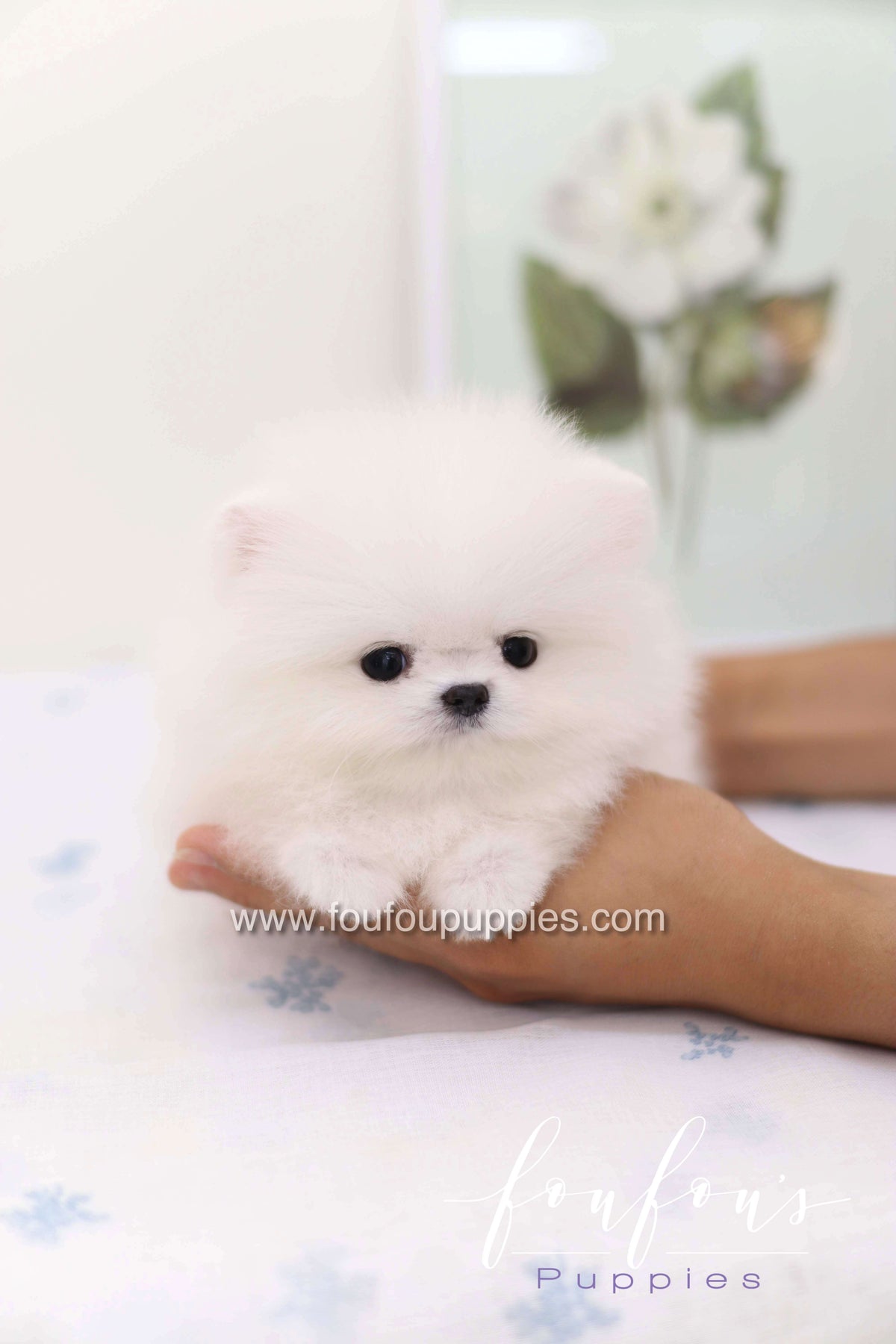 Boo - Pomeranian M.