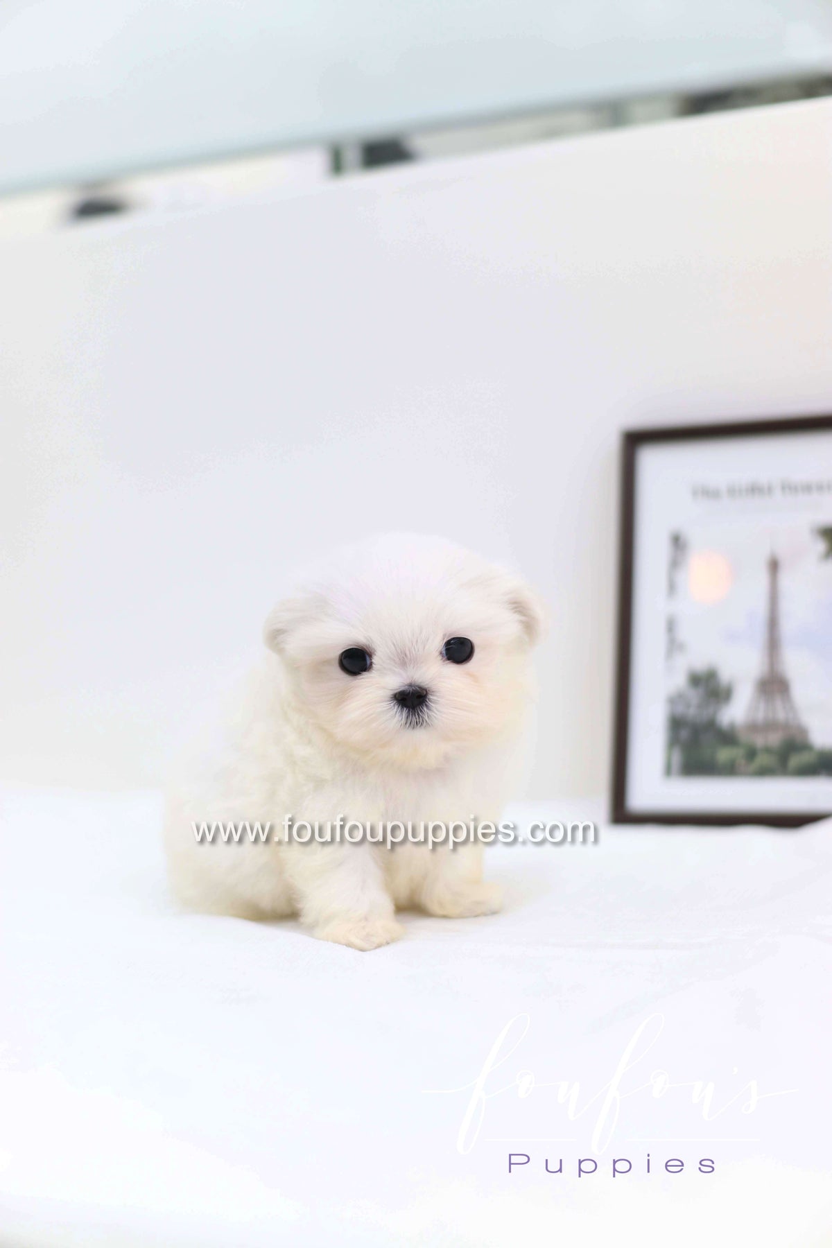 Cléo - Maltese F.
