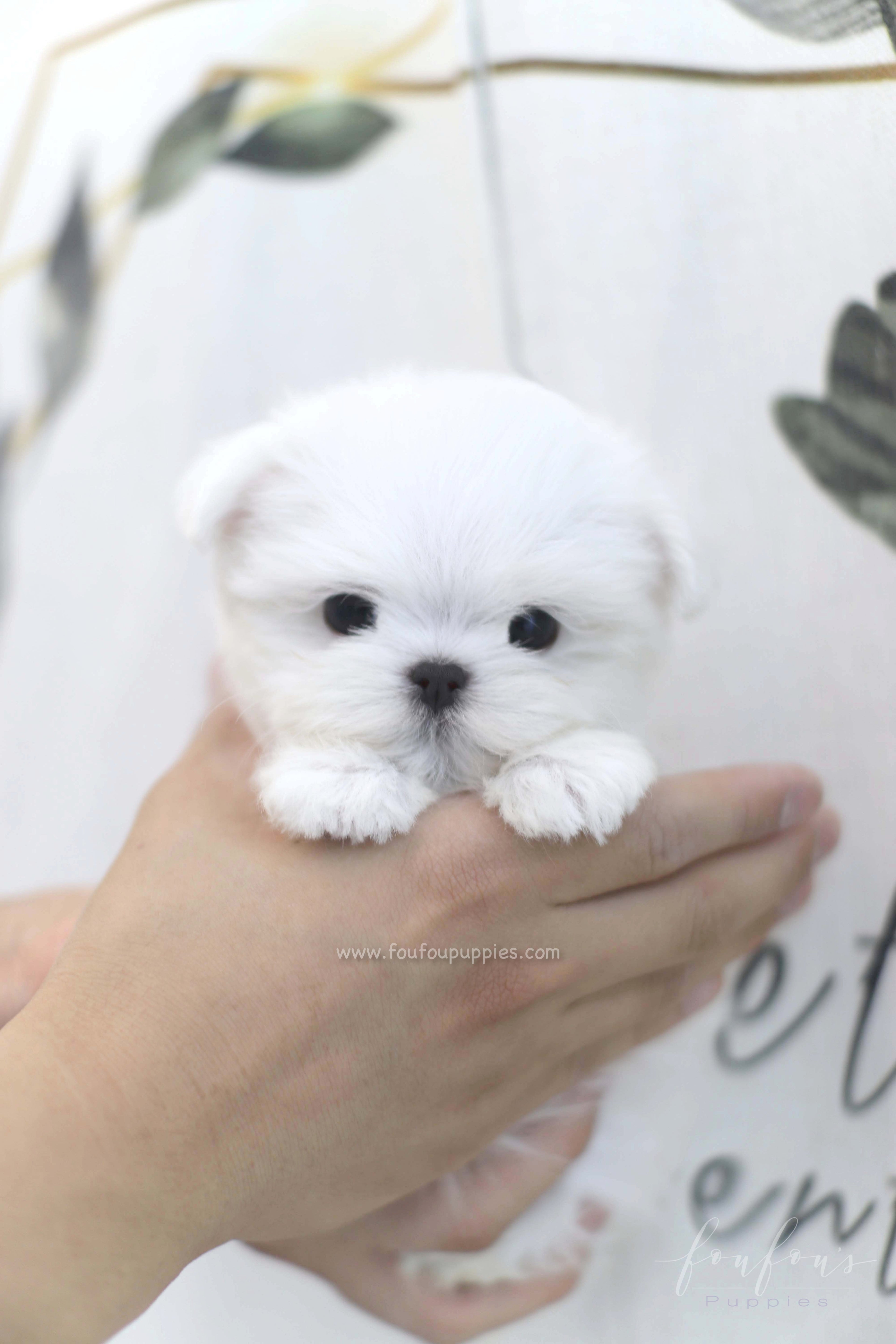 Willow - Maltese F.