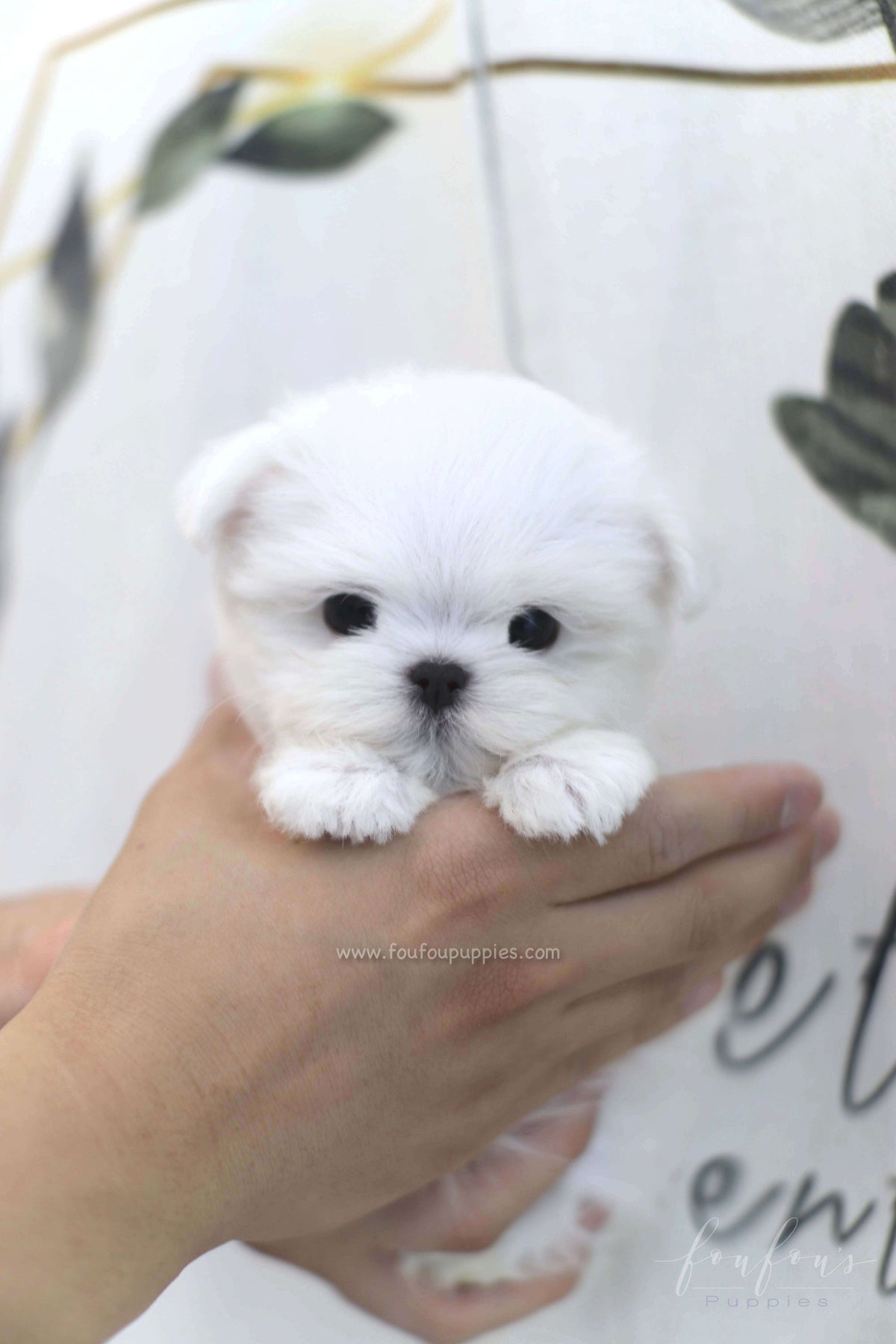 Willow - Maltese F.