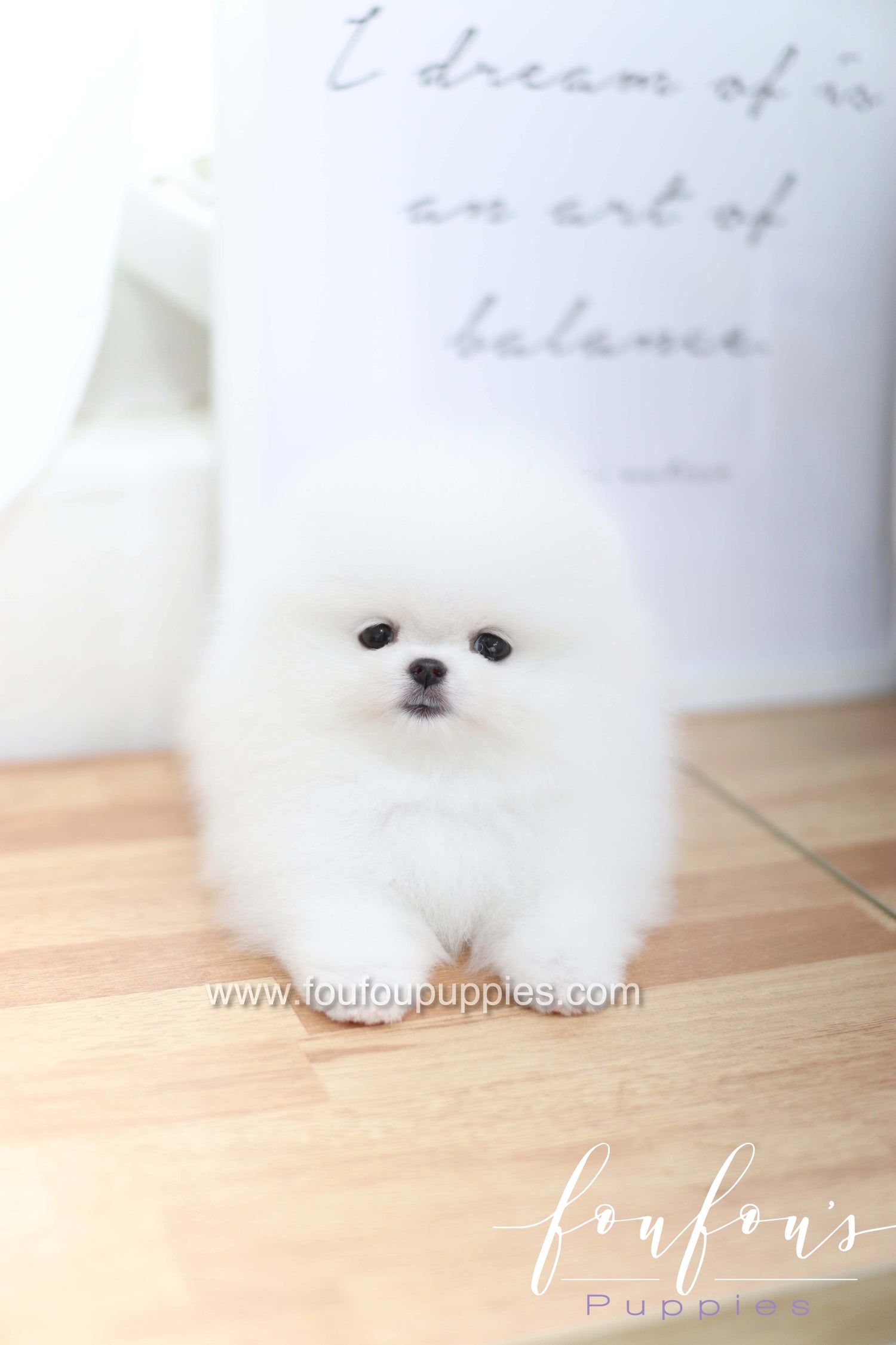 Dior - Pomeranian F.