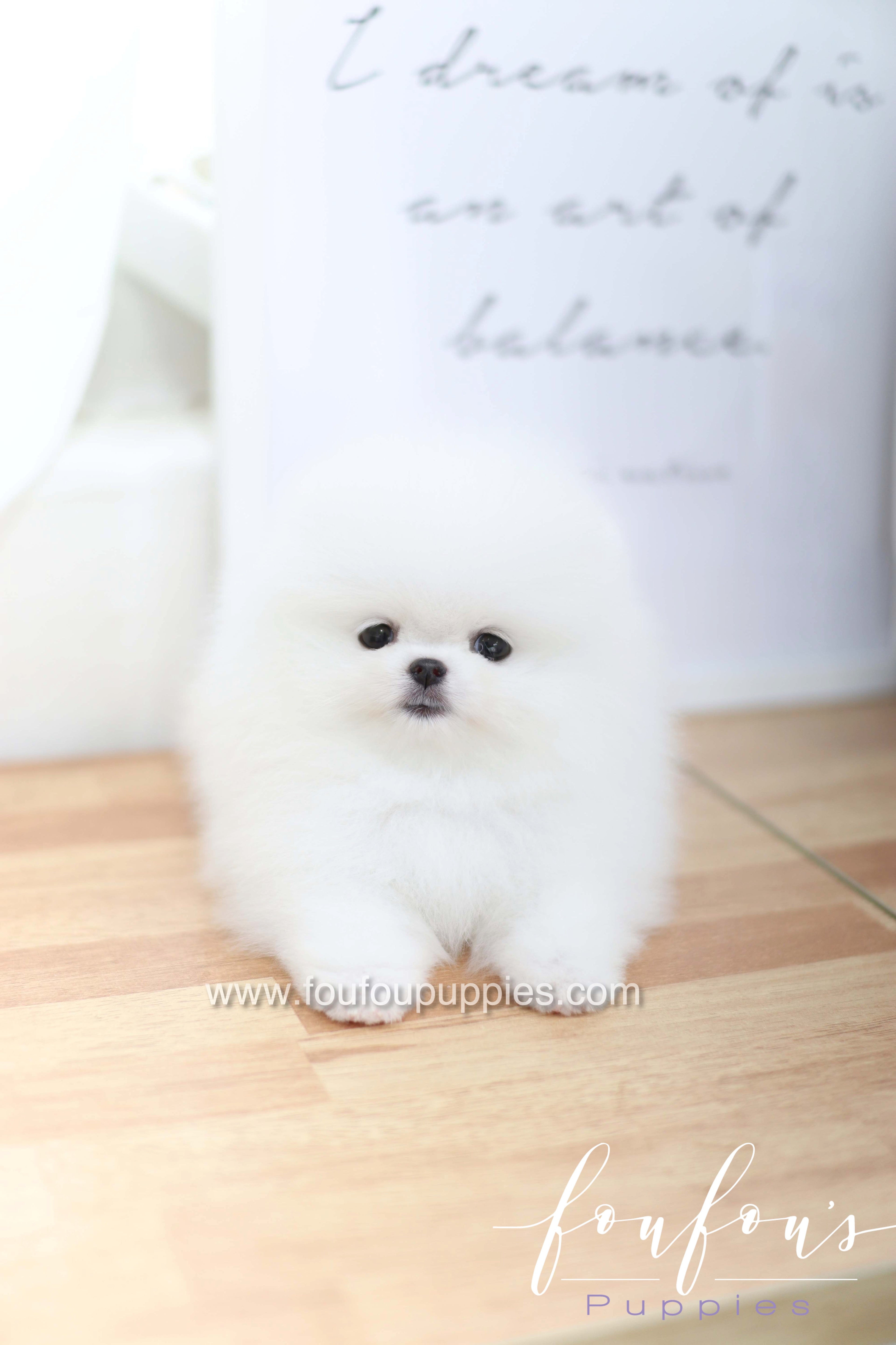 Dior - Pomeranian F.
