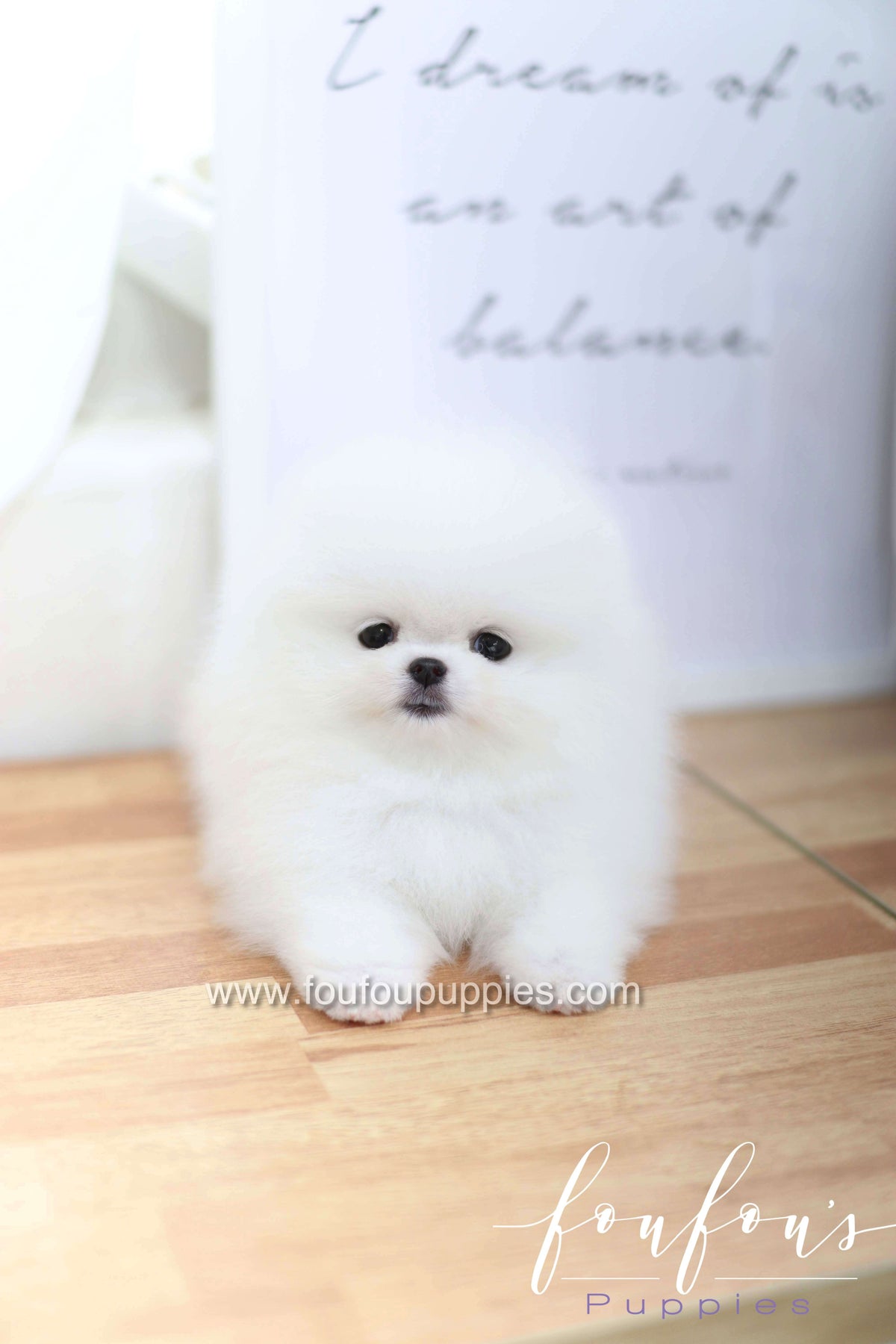 Dior - Pomeranian F.