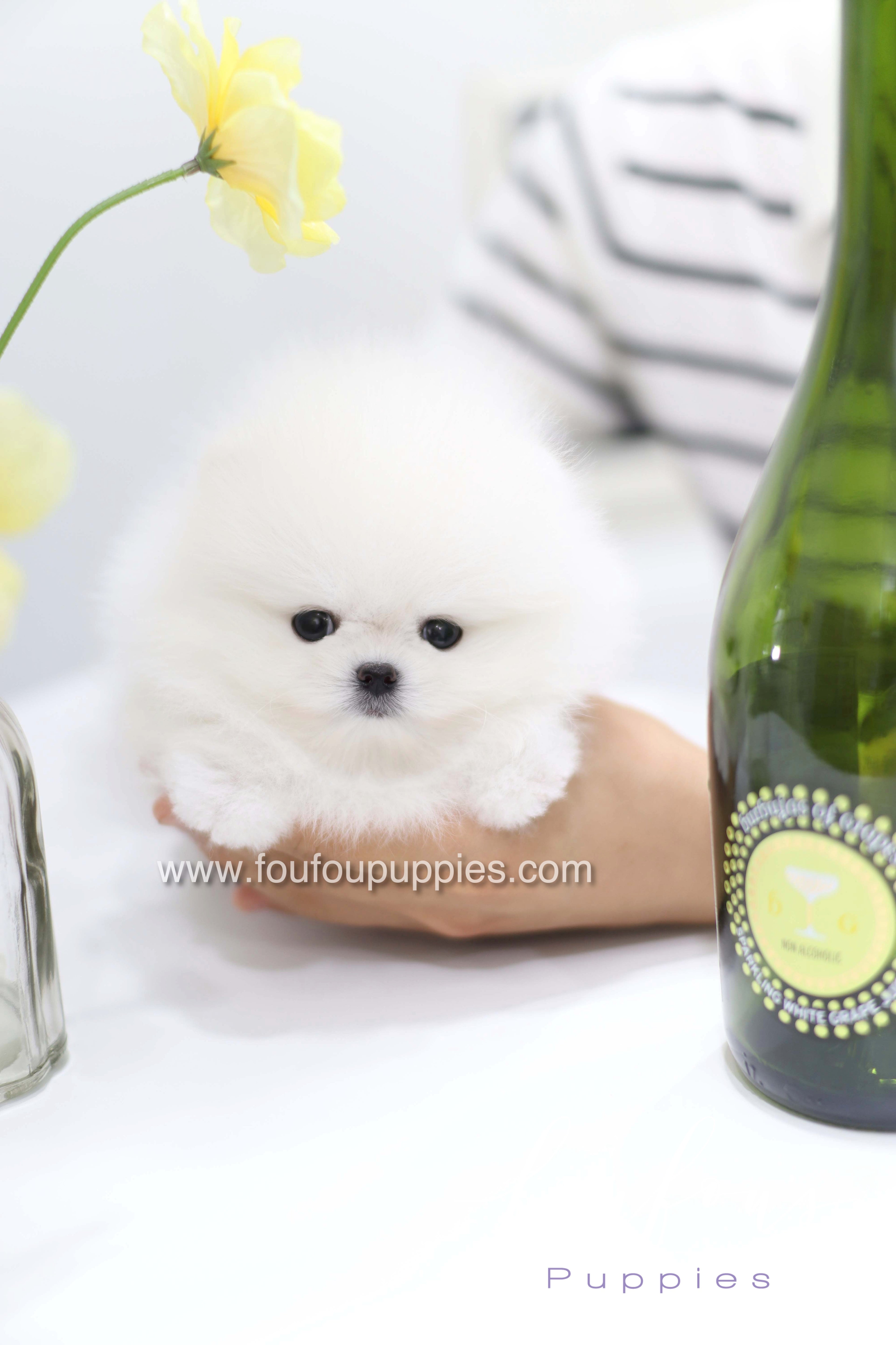 Teddy - Pomeranian M.