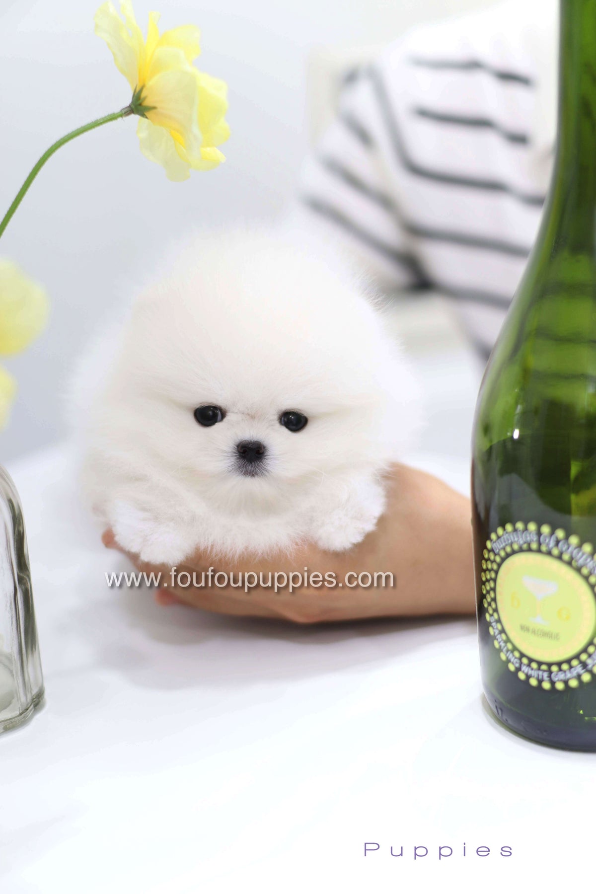 Teddy - Pomeranian M.