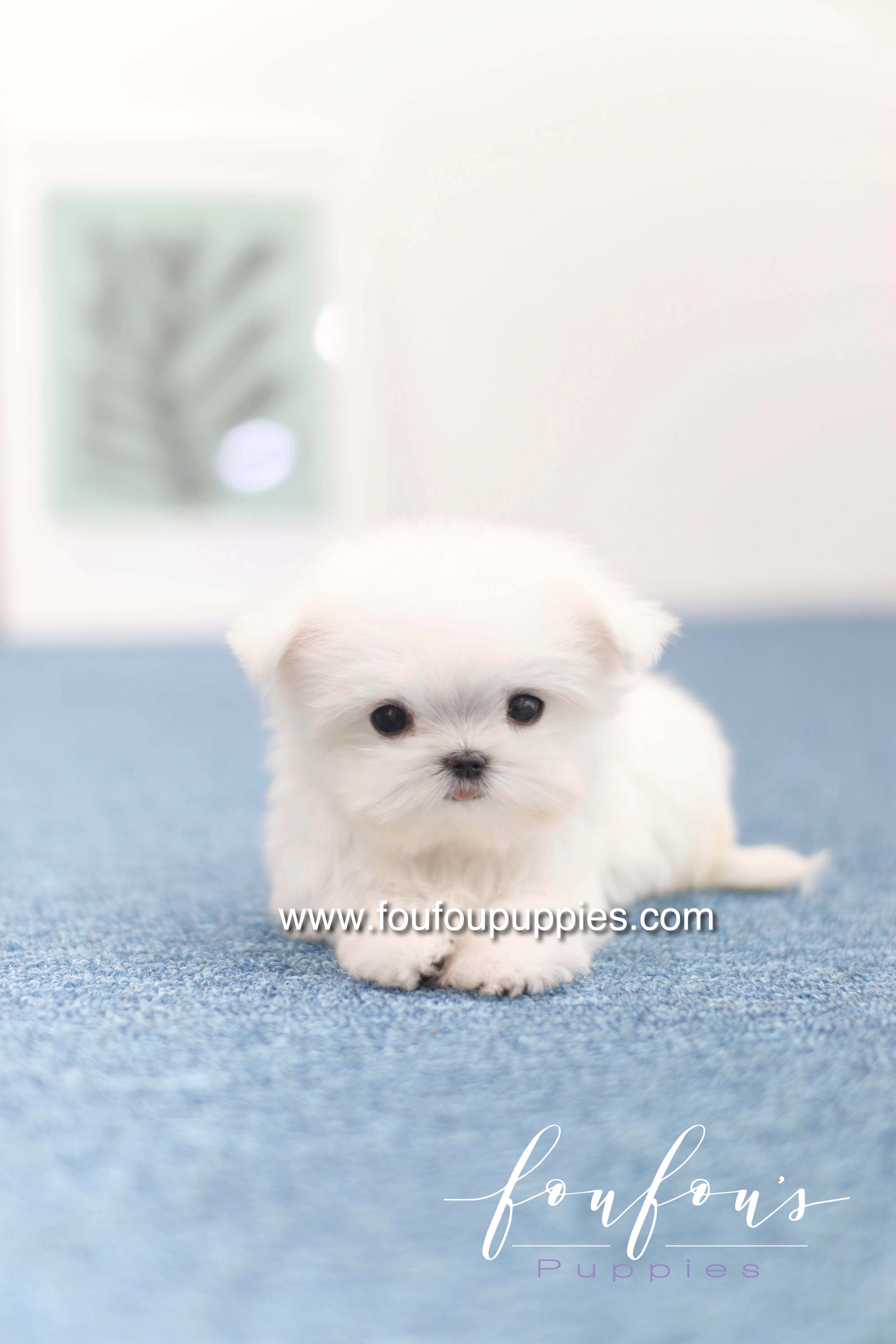 Daisy - Maltese F. -