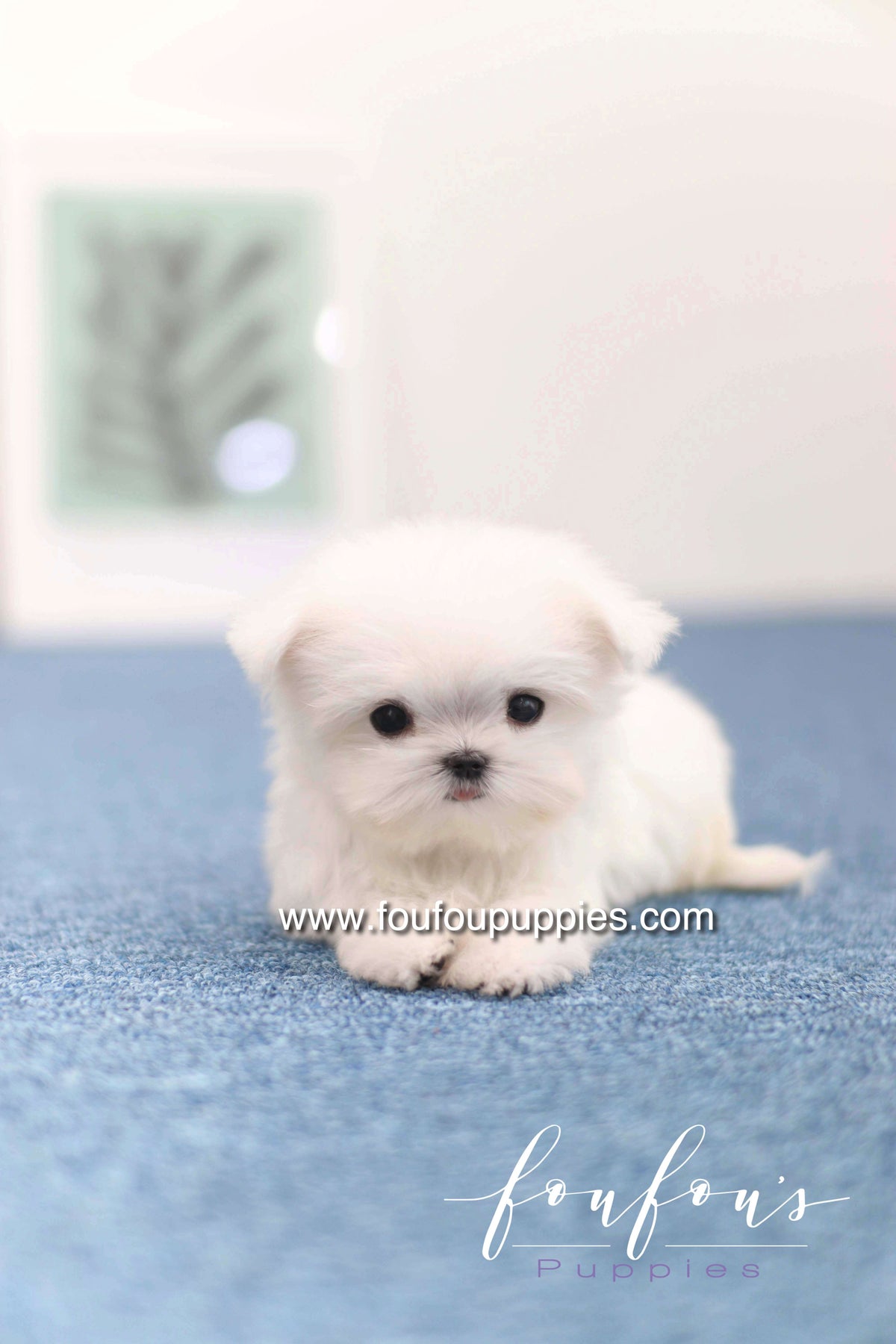 Daisy - Maltese F. -