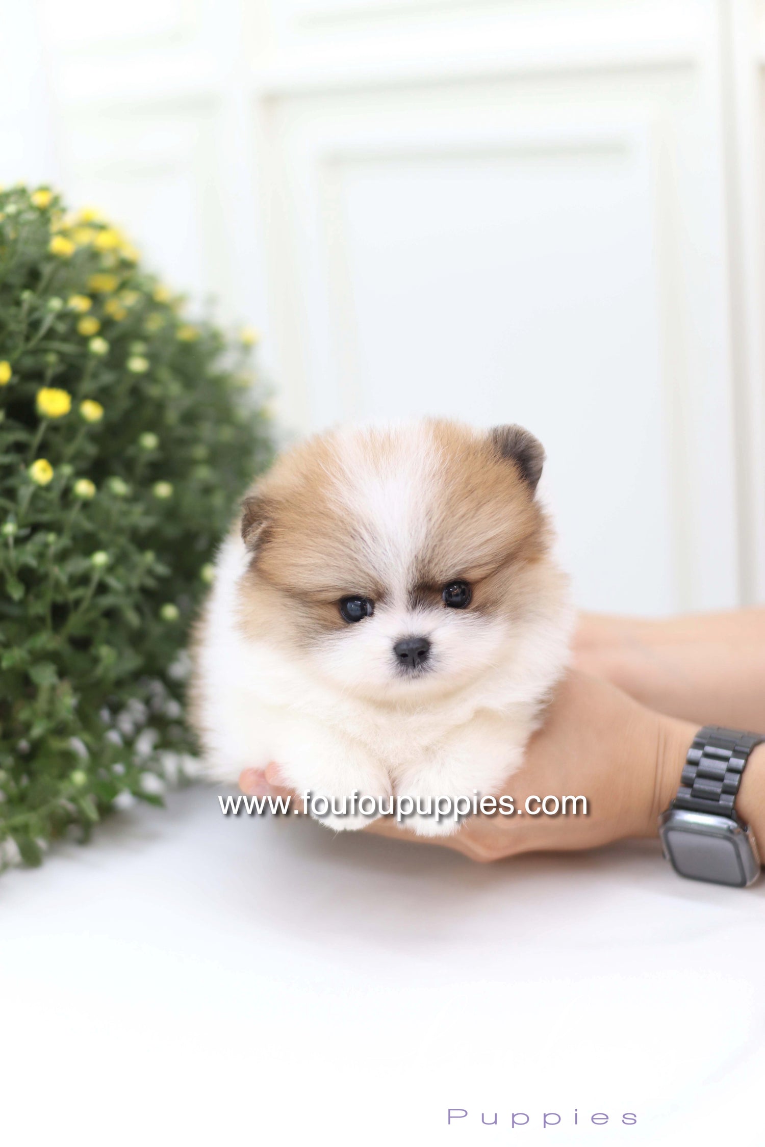 Mushy - Pomeranian M.